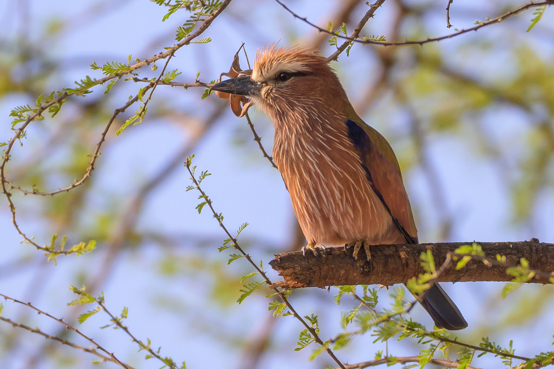 Rufous-Crowned Roller