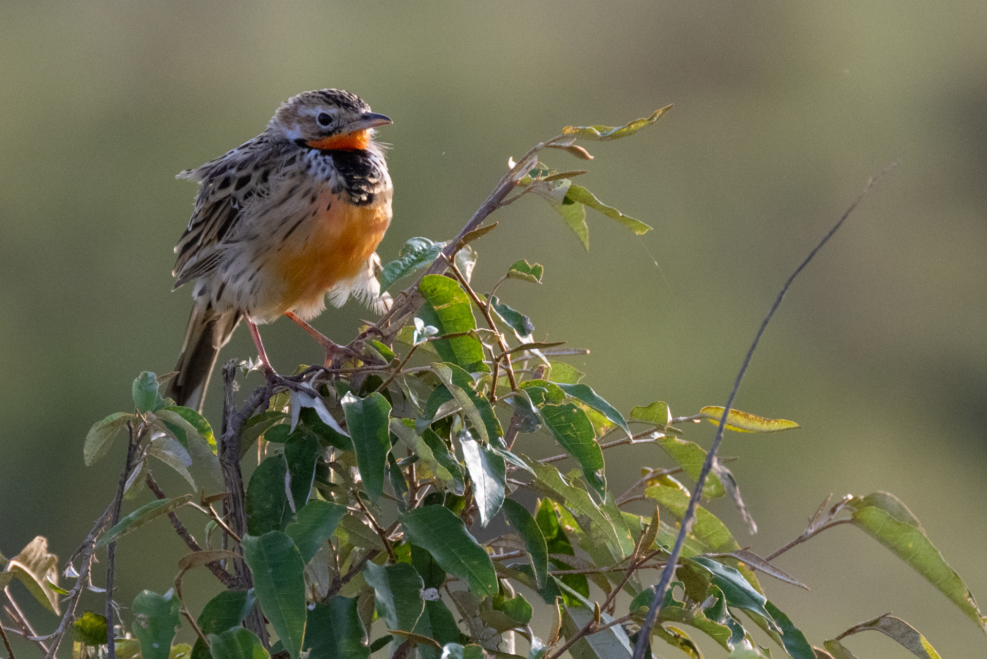 Rosy-Breasted Longclaw
