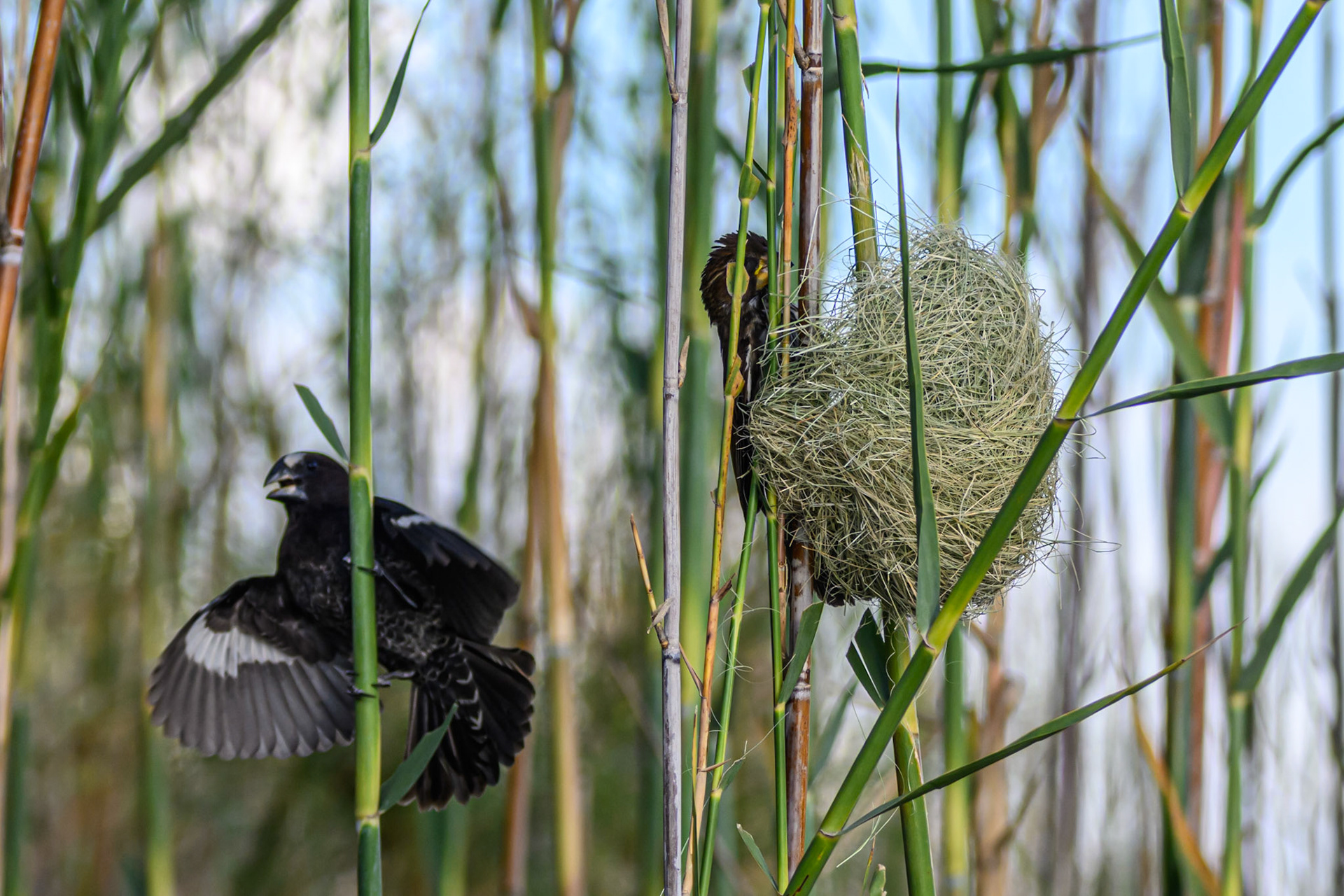 Thick-billed Weaver