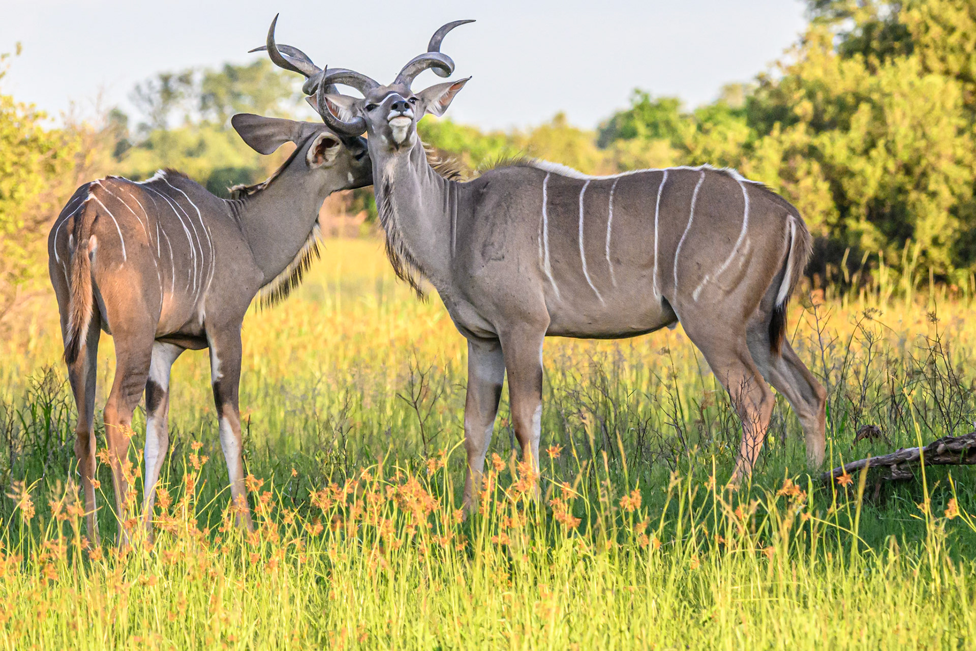 Greater Kudu