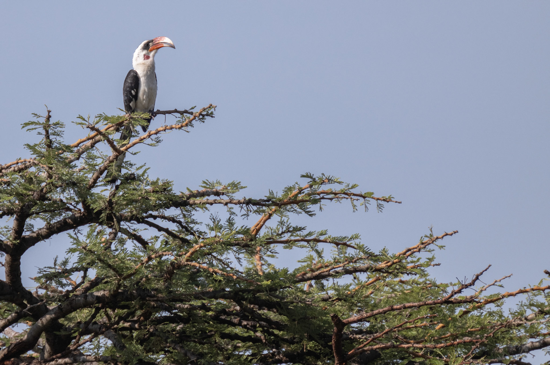 Von Der Decken's Hornbill