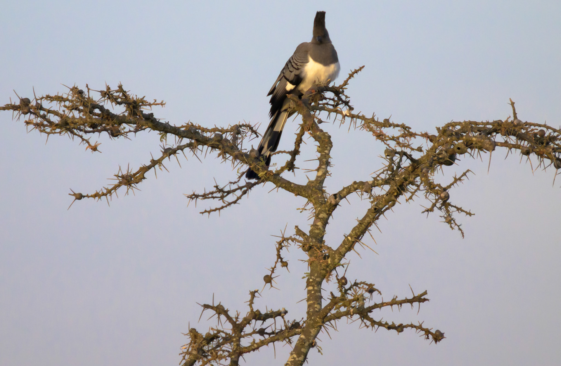 White-bellied Go-Away Bird