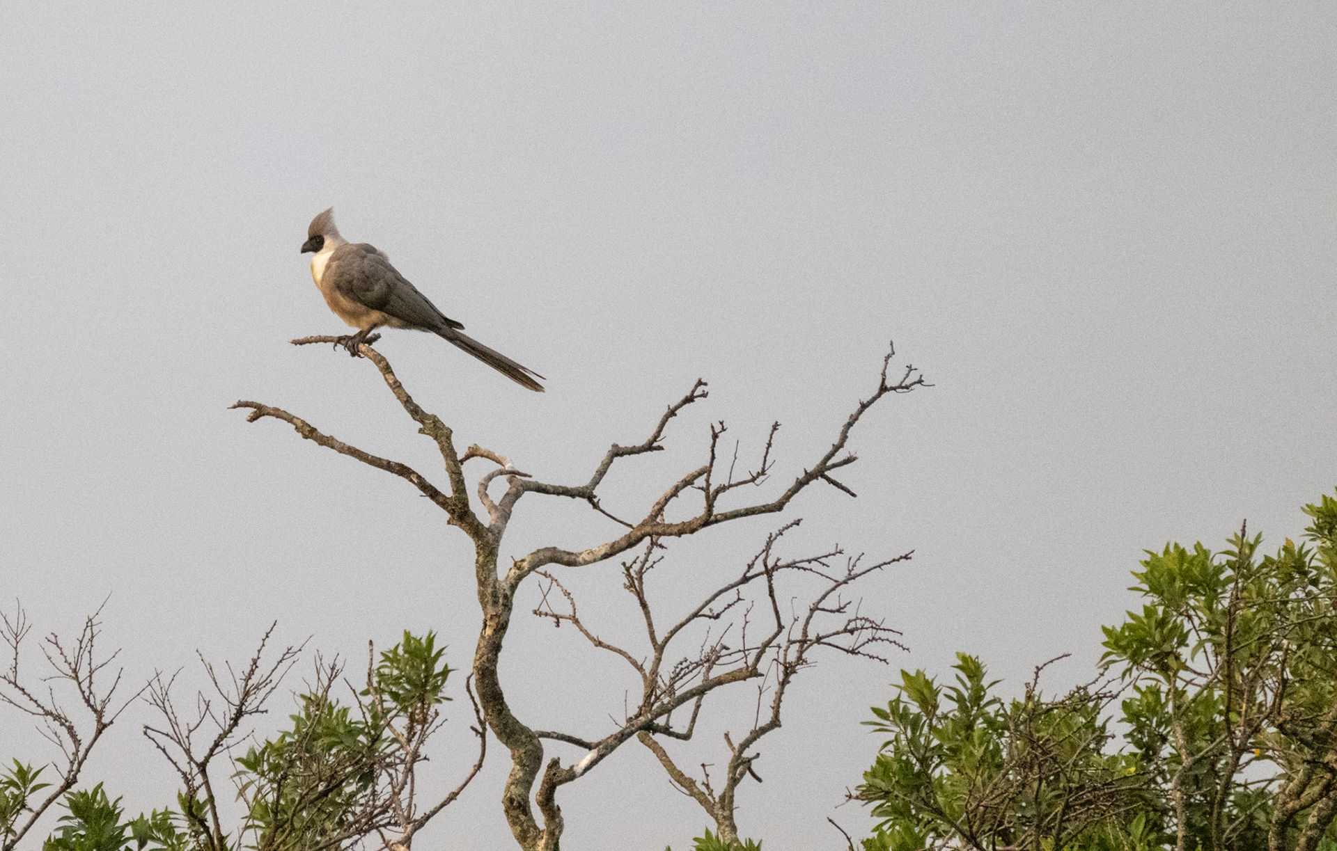 Bare-faced Go-away Bird