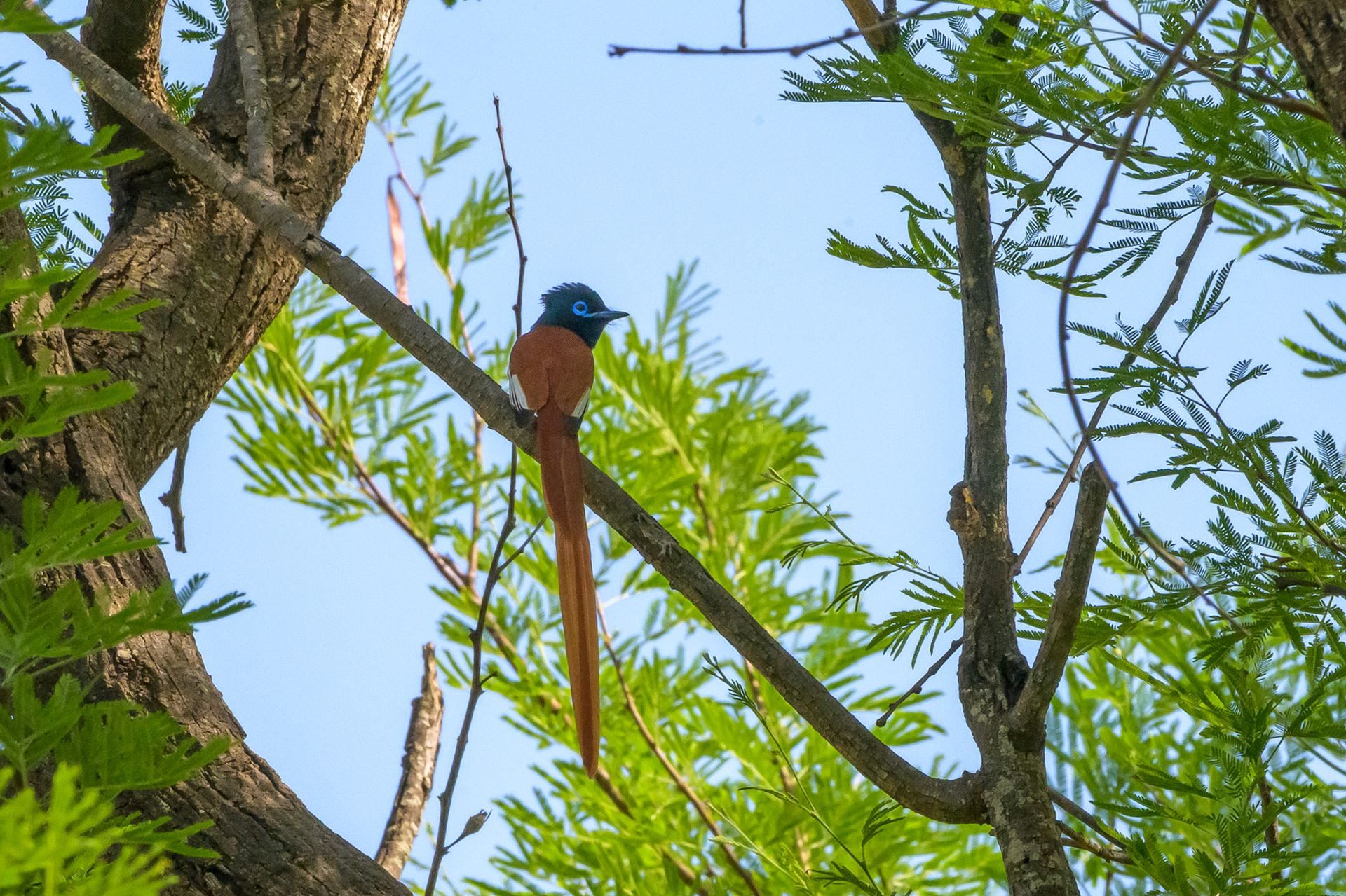 African Paradise Flycatcher