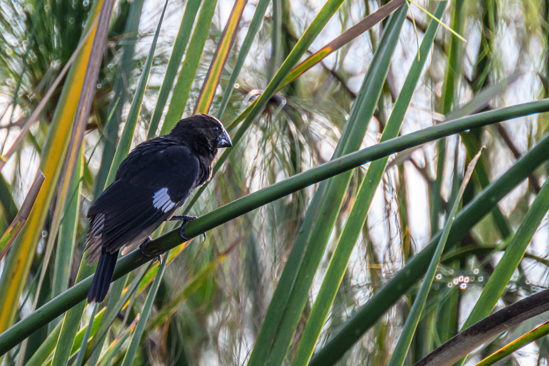 Thick-billed Weaver