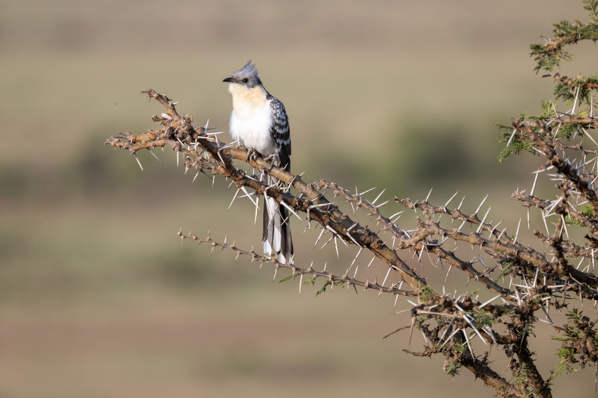 Great Spotted Cuckoo