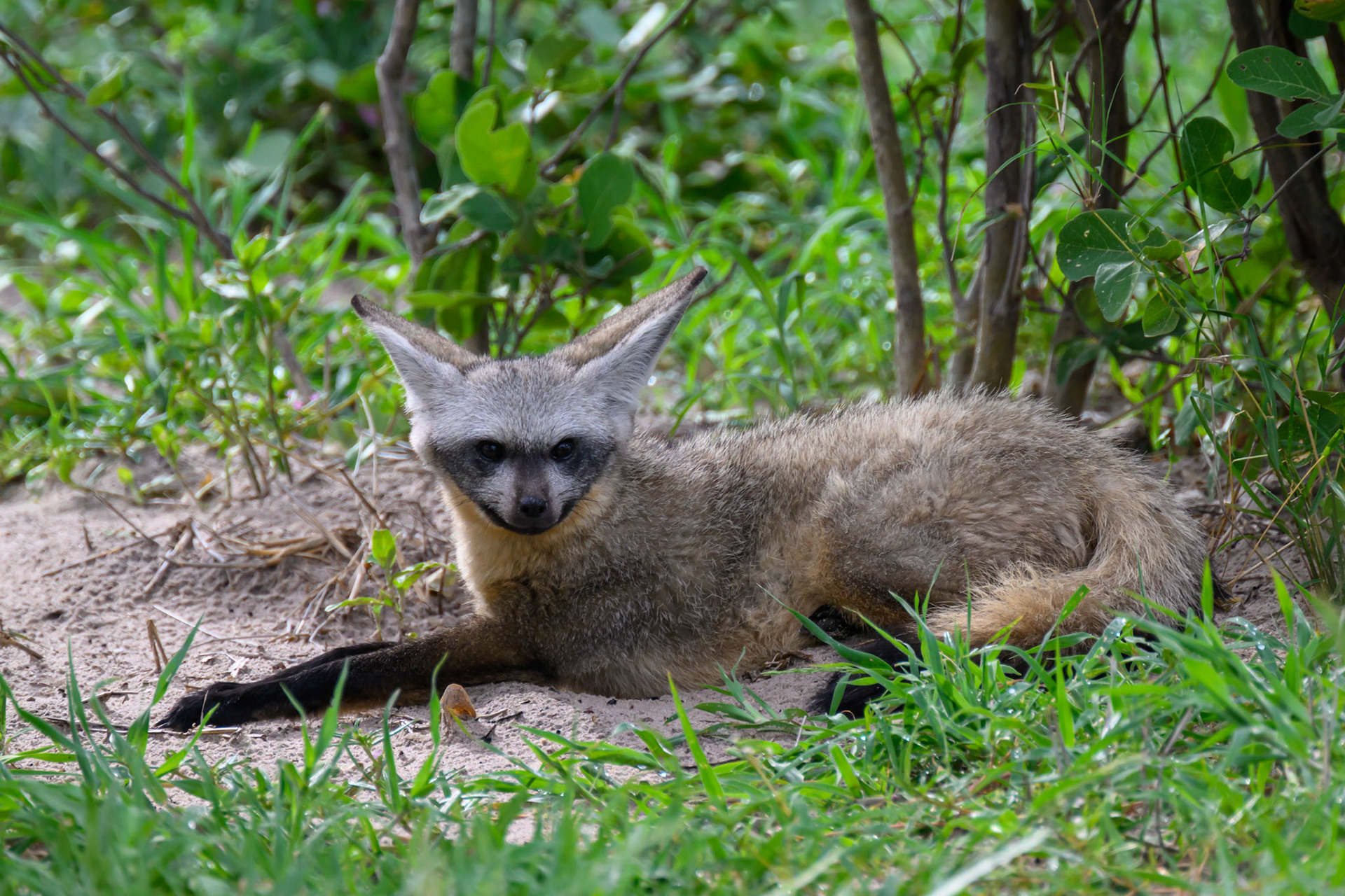 Bat-eared Fox