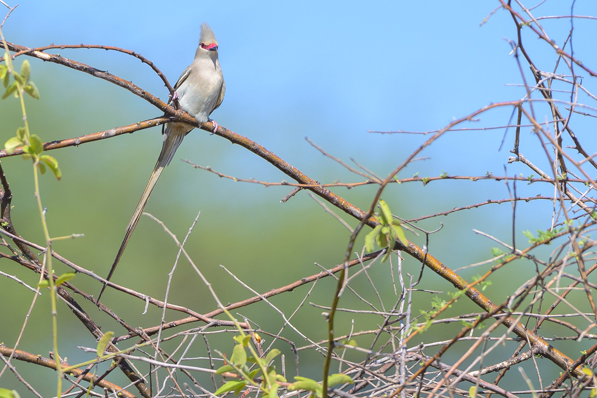 Blue-Naped Mousebird