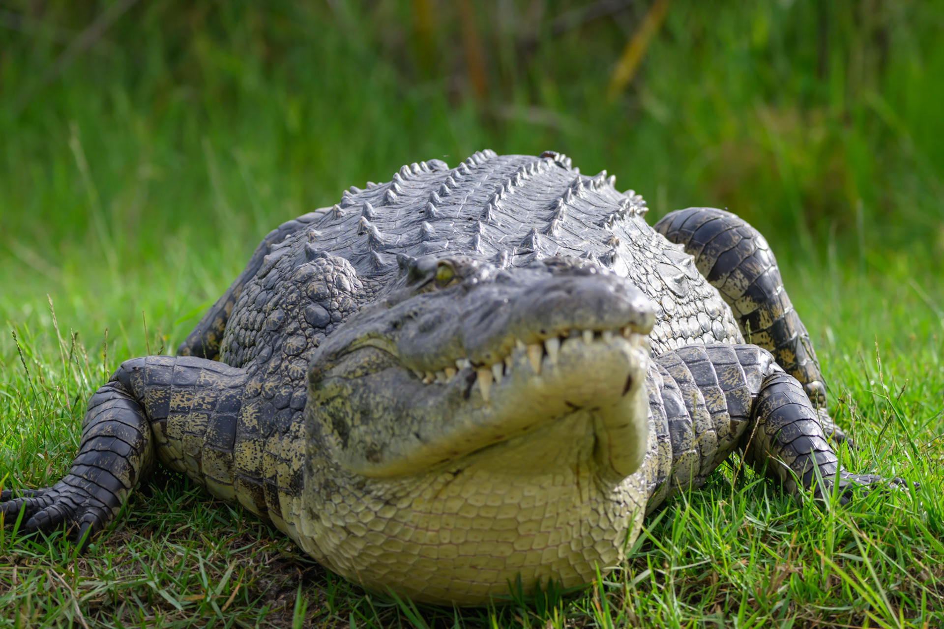 Too close for comfort