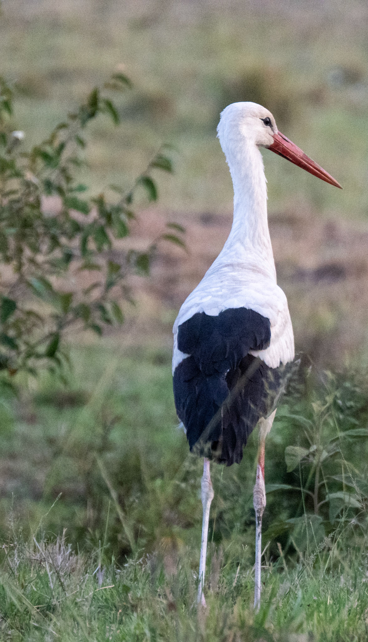 White Stork