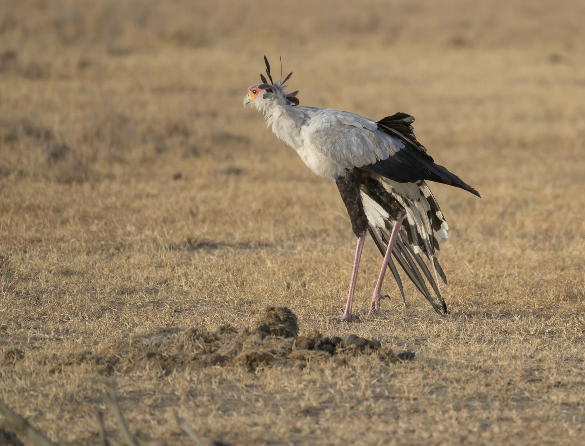 Secretary Bird