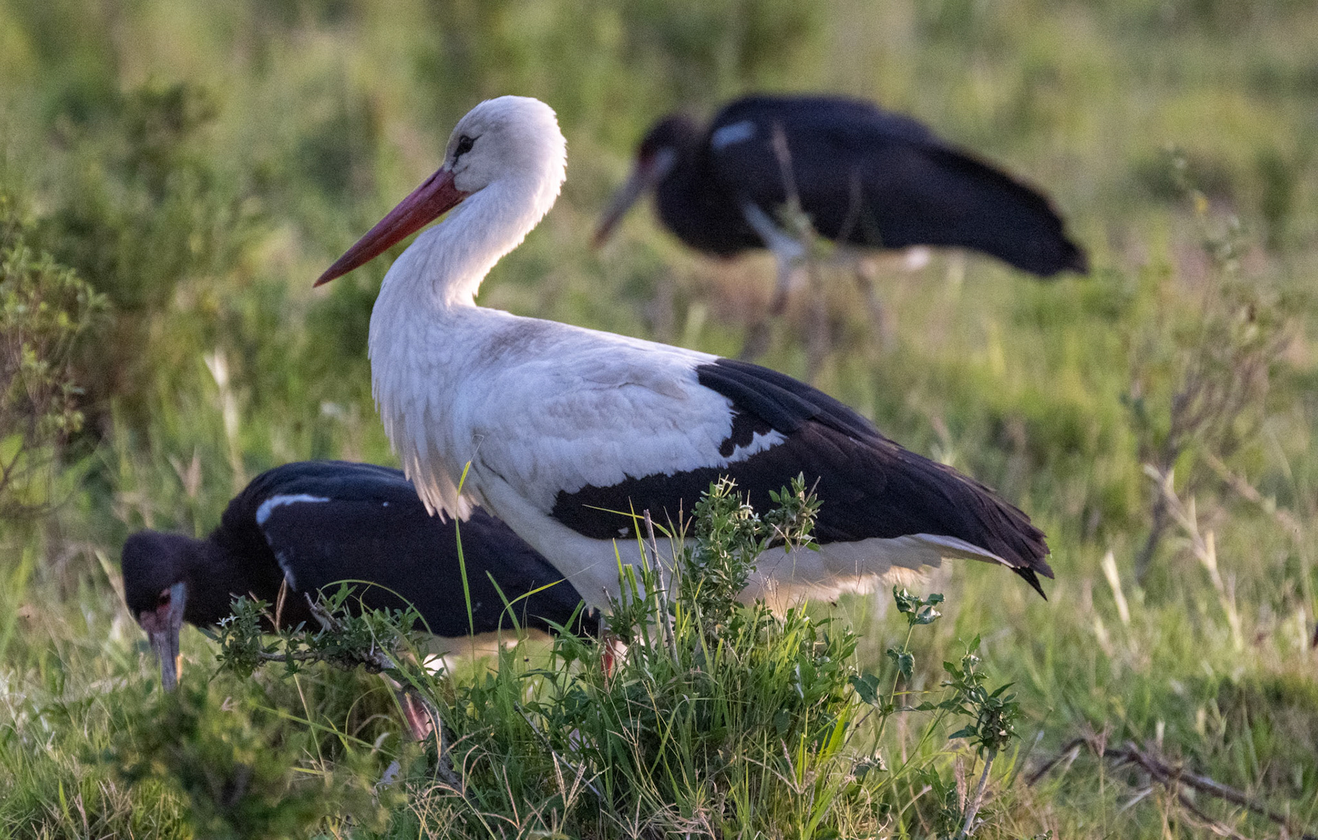 Abdim's Stork &amp; White Stork
