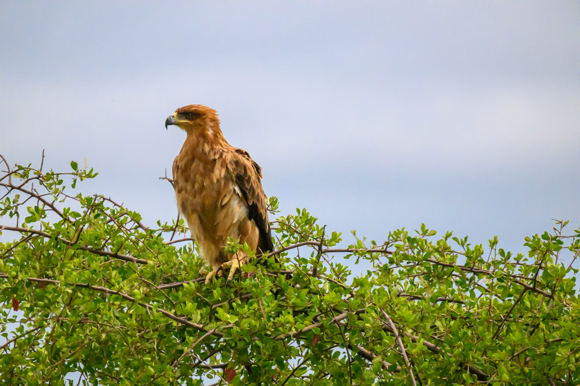 Tawny Eagle