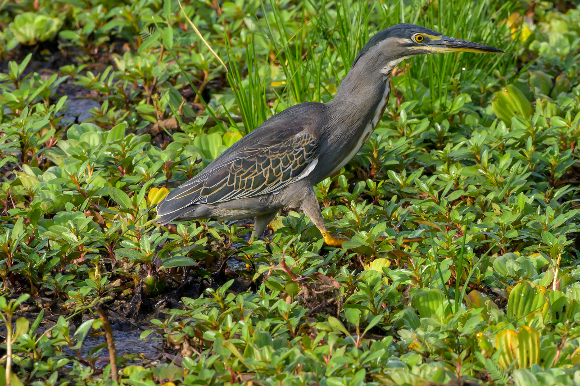 Green-backed Heron