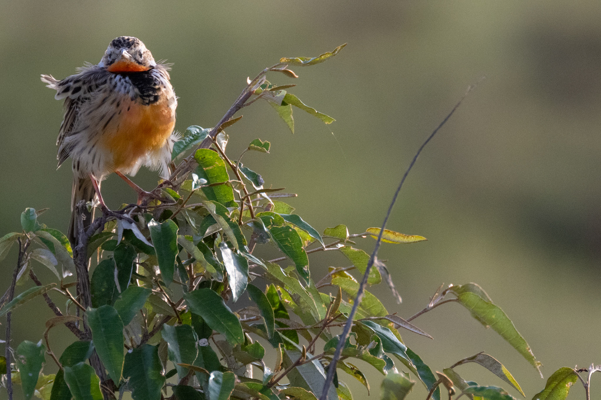 Rosy-Breasted Longclaw