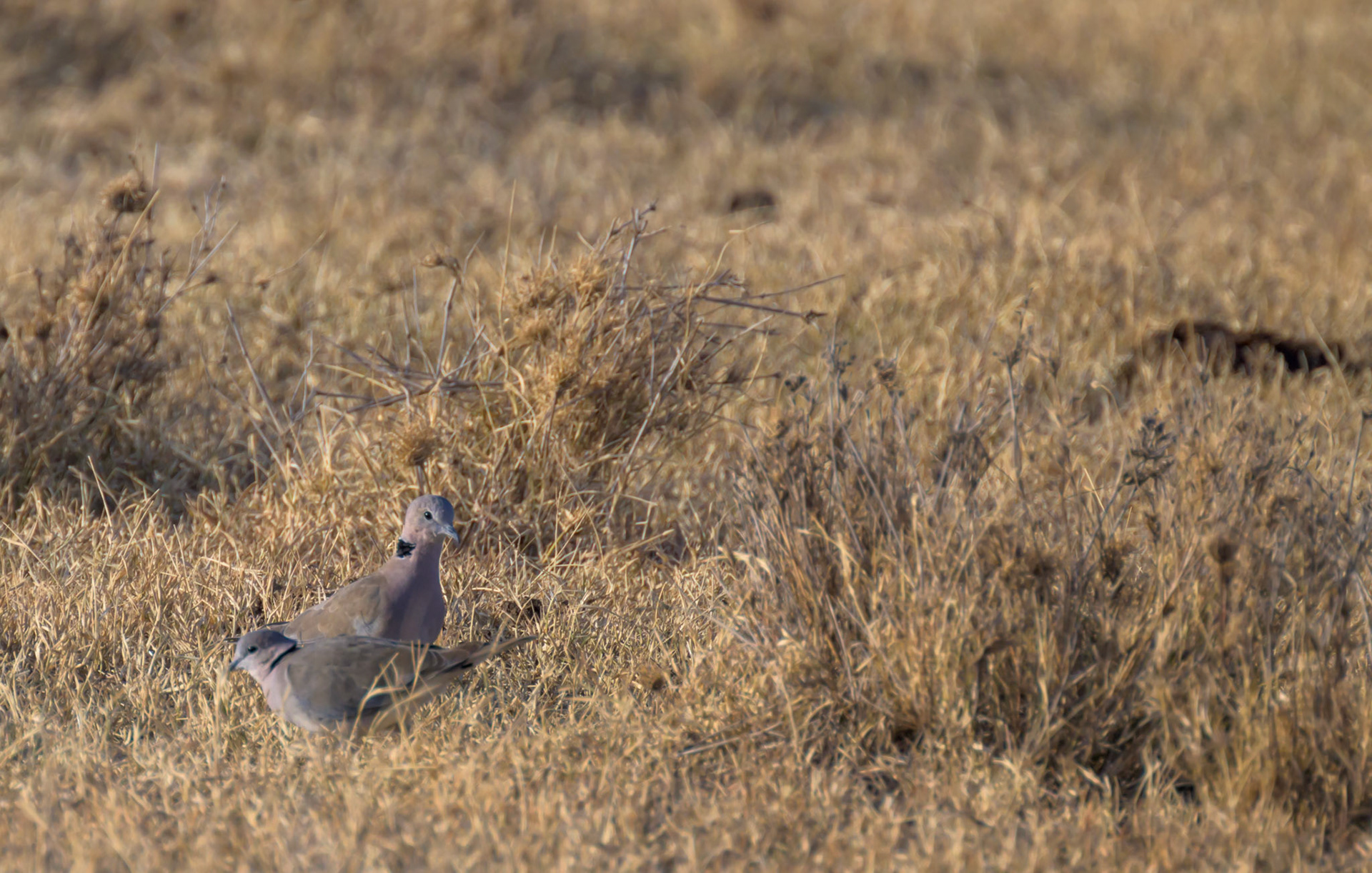 Ring-necked Dove