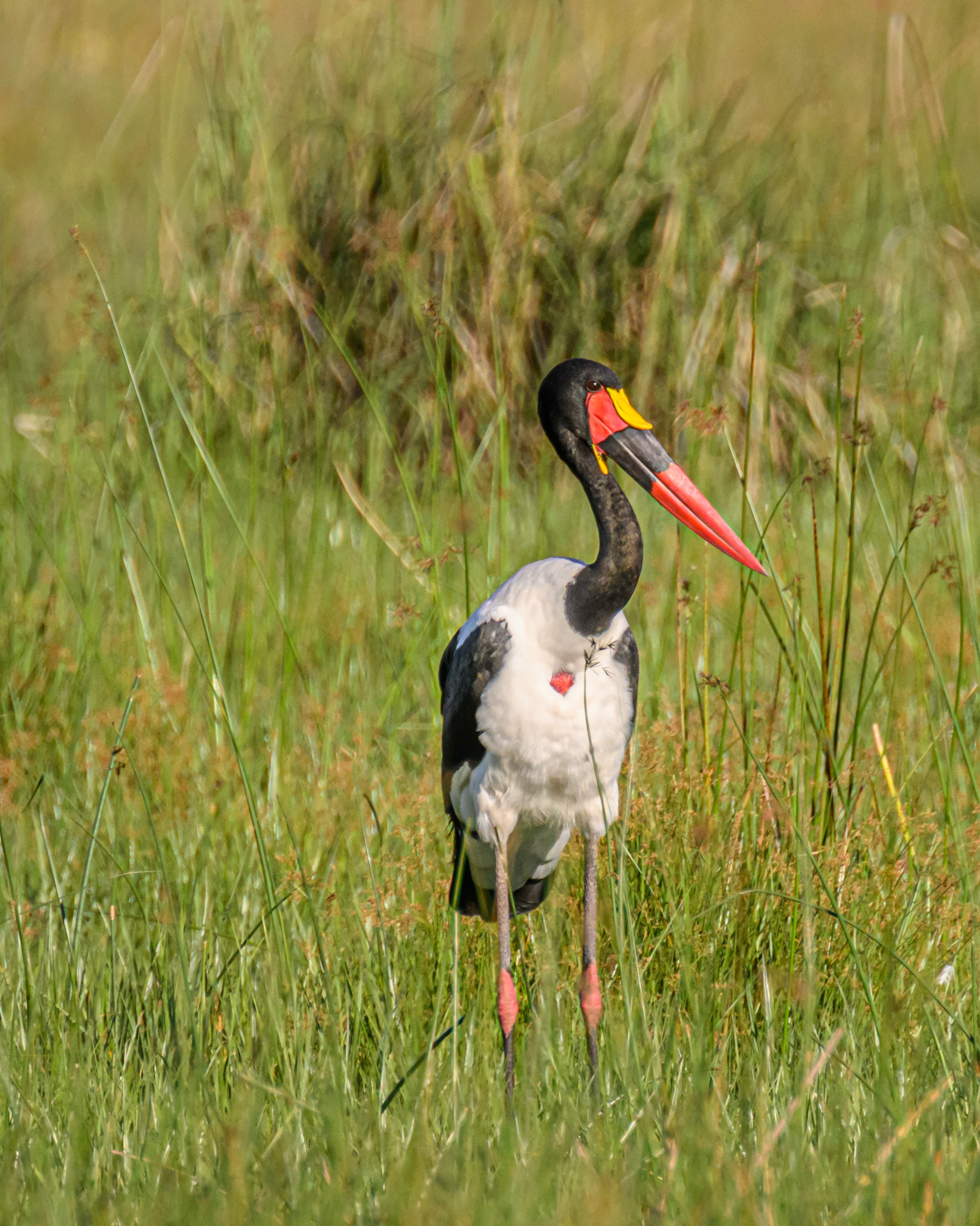 Saddle-billed Stork