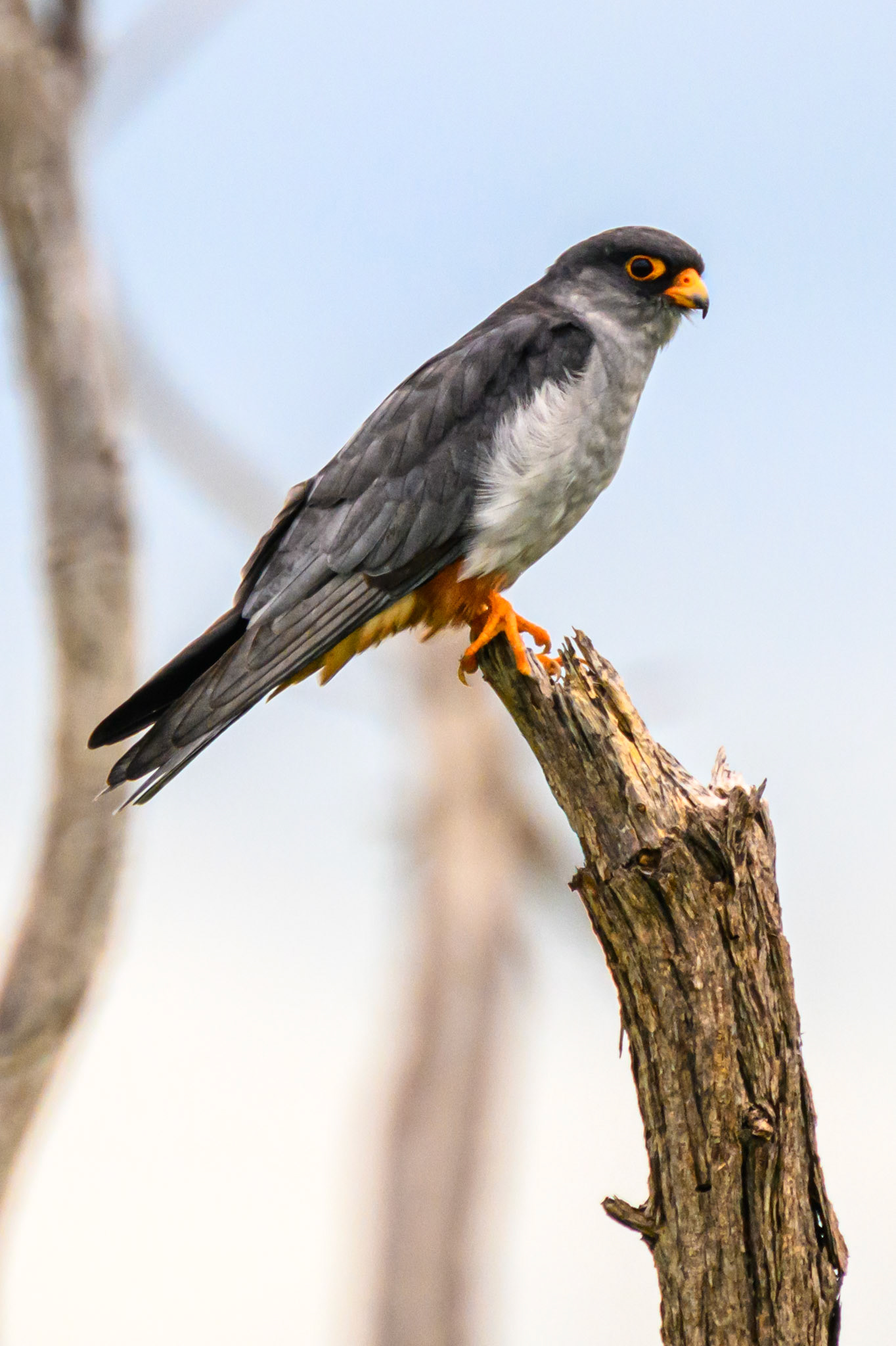 Amur Falcon