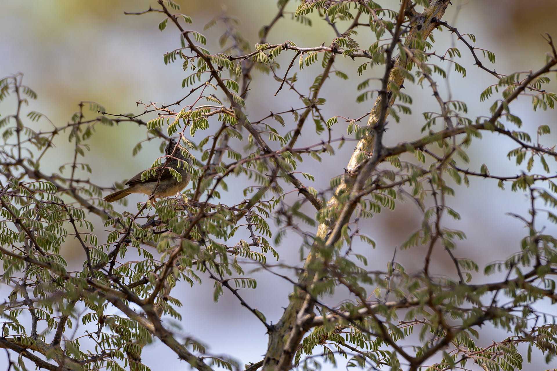 Miombo Wren-Warbler