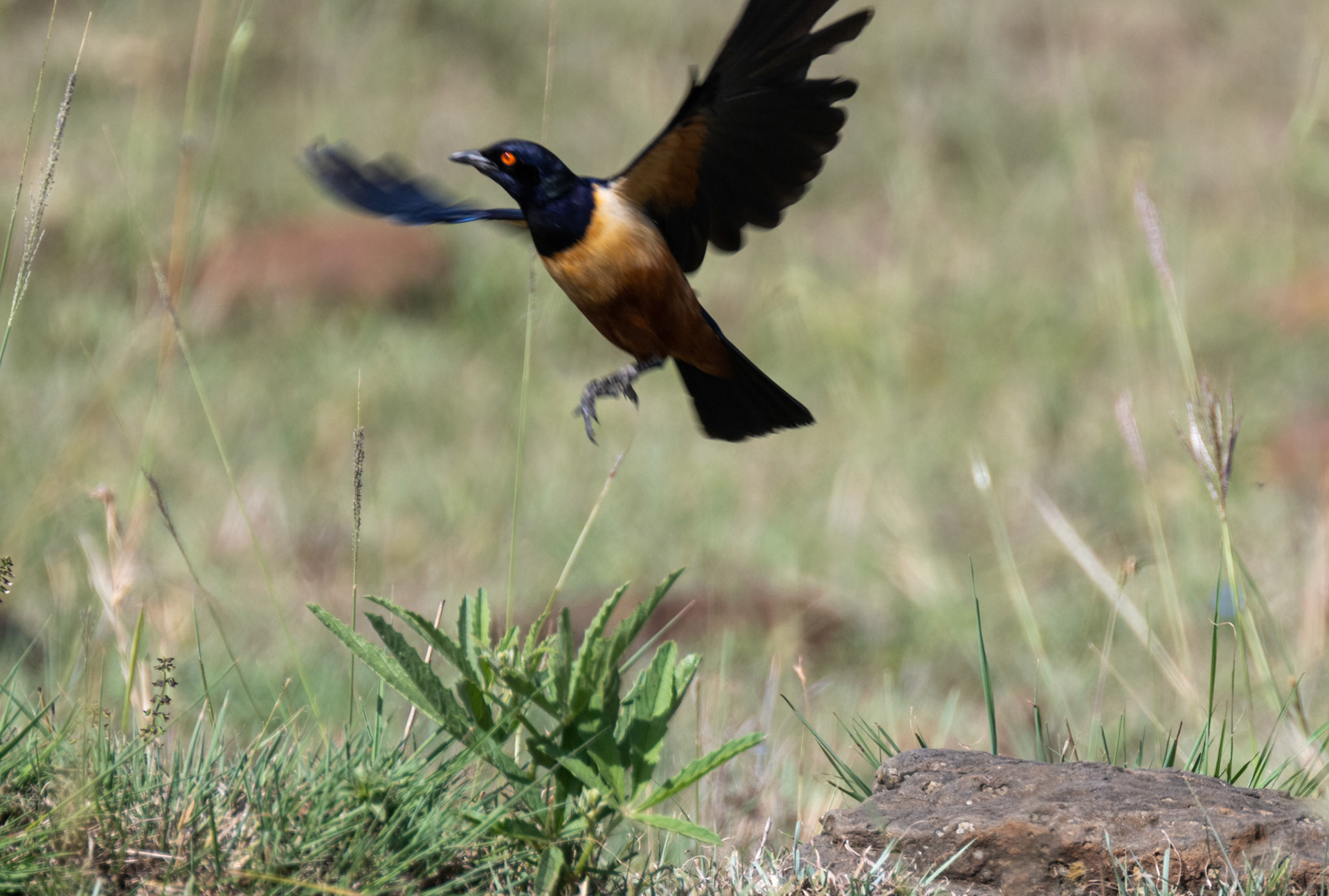Hildebrandt's Starling
