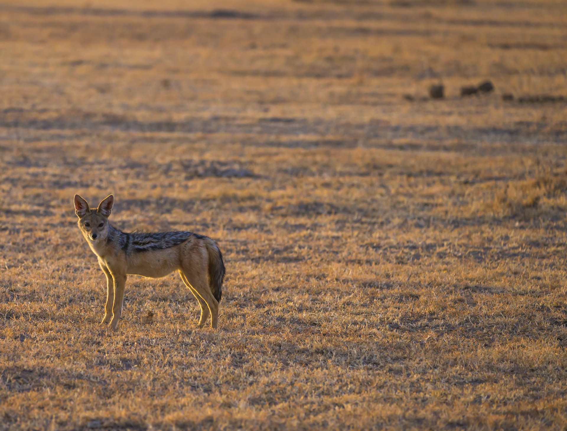 Black-backed Jackal