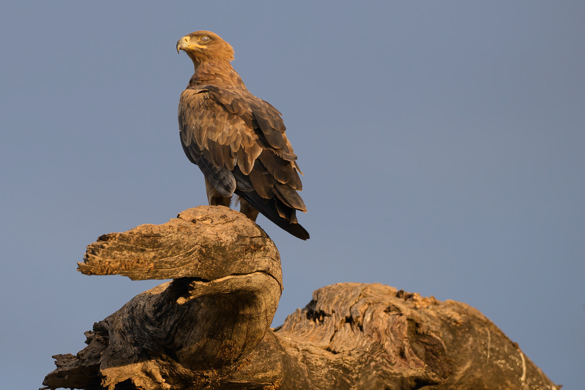 Brown Snake Eagle