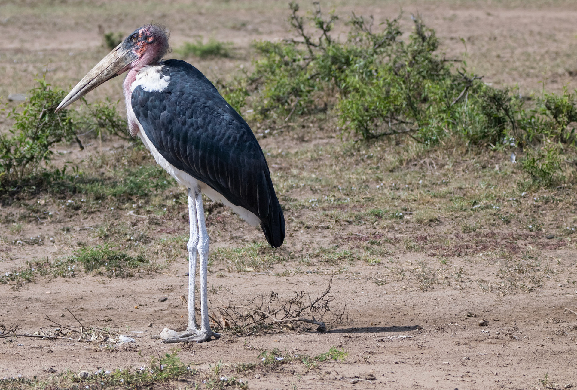 Marabou Stork