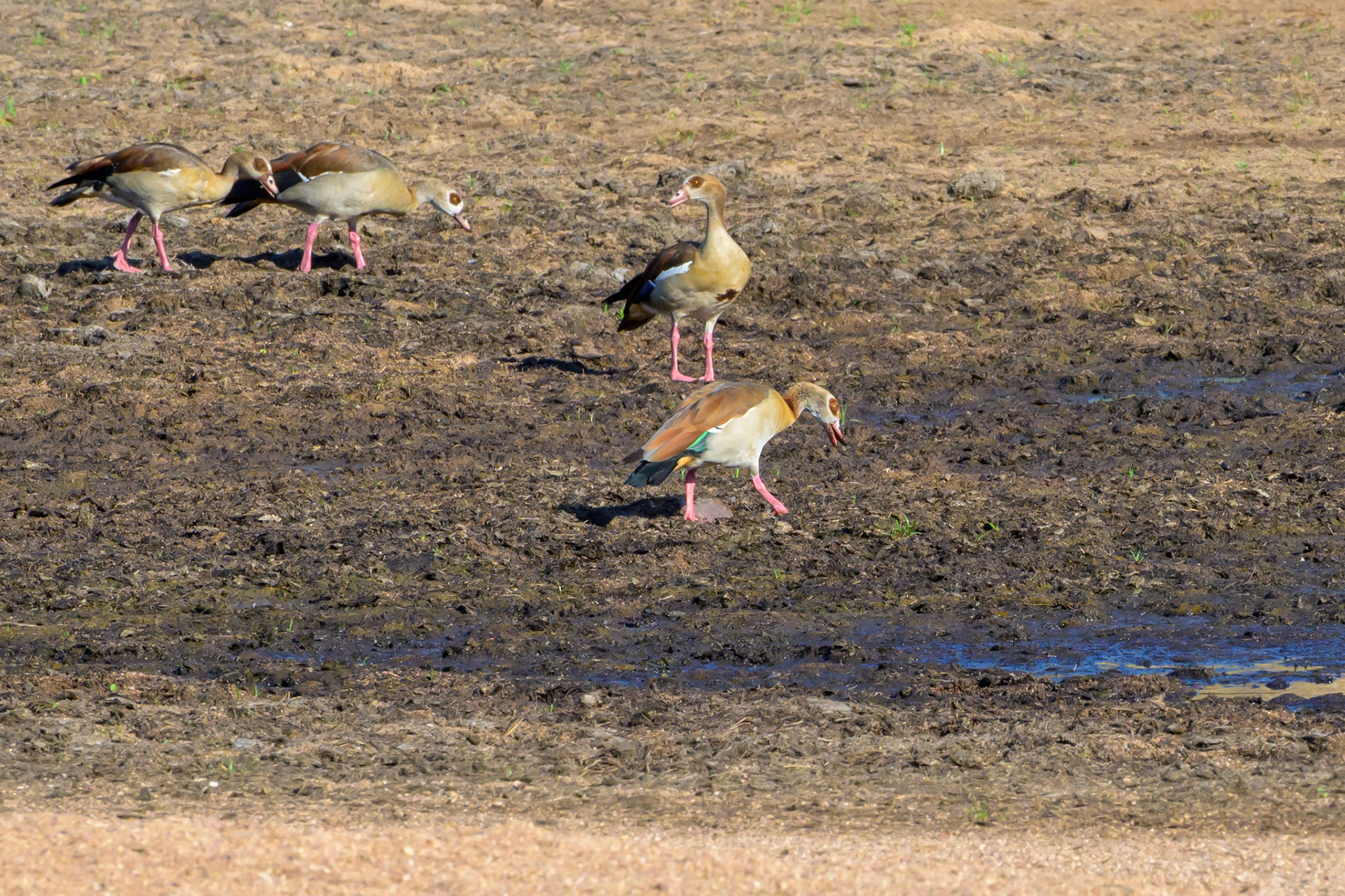 Egyptian Geese
