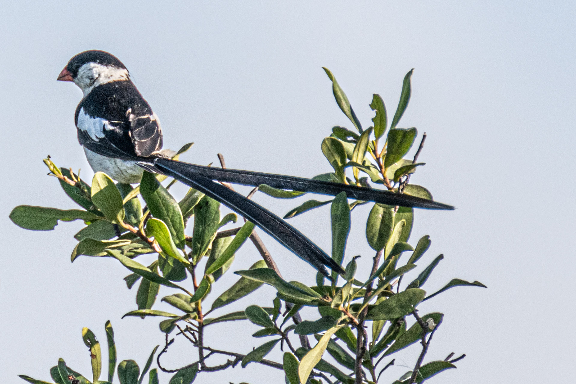 Pin-tailed Whydah