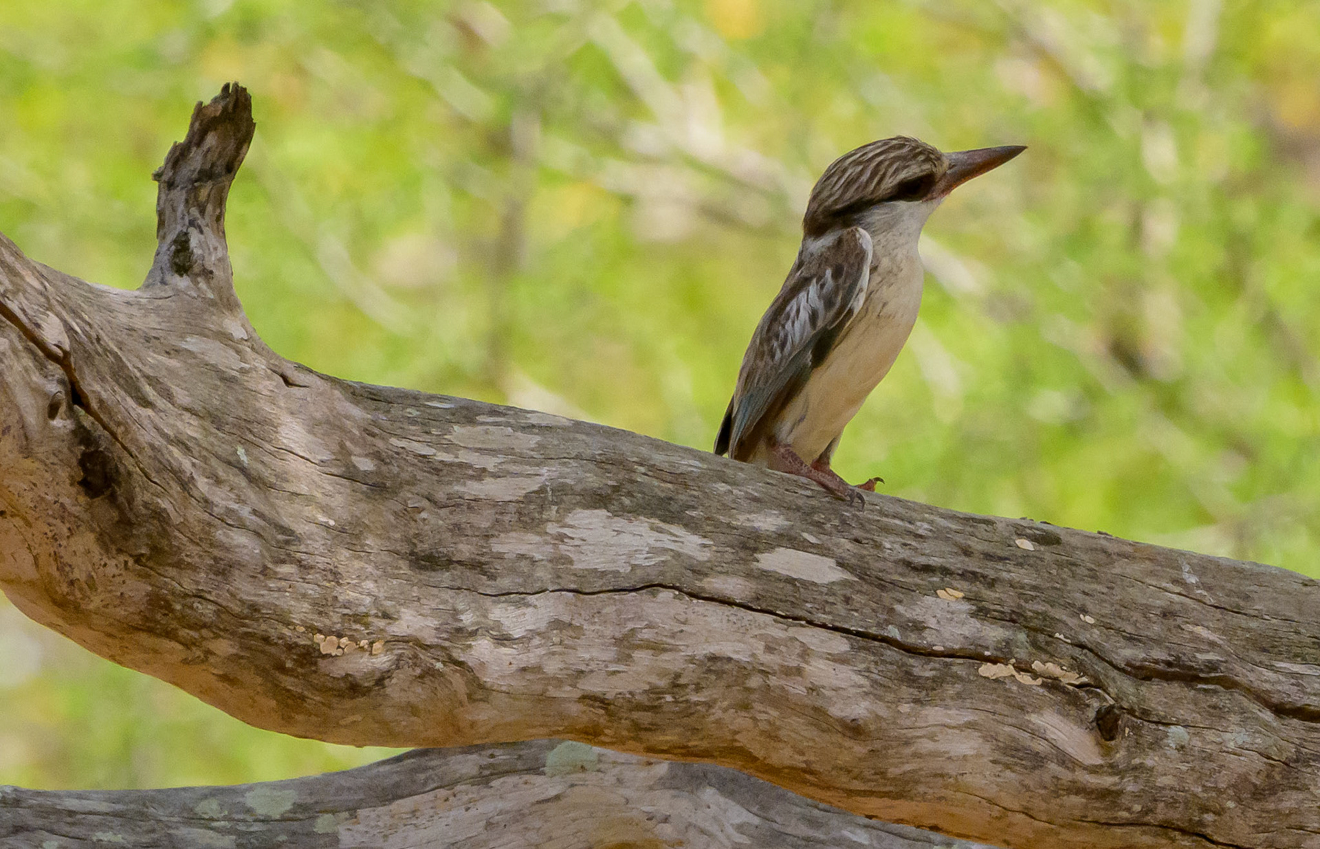 Striped Kingfisher