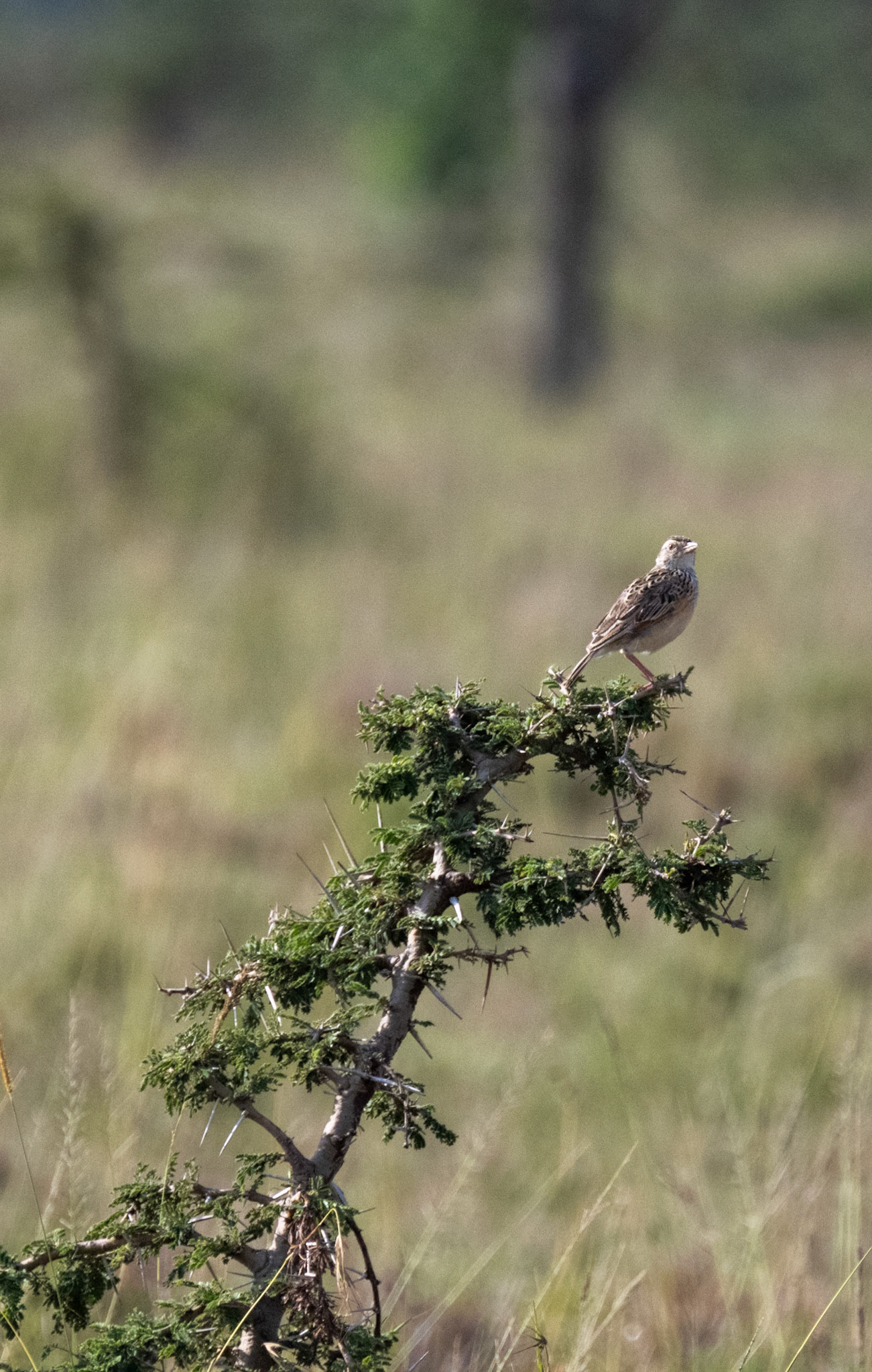Singing Bush Lark