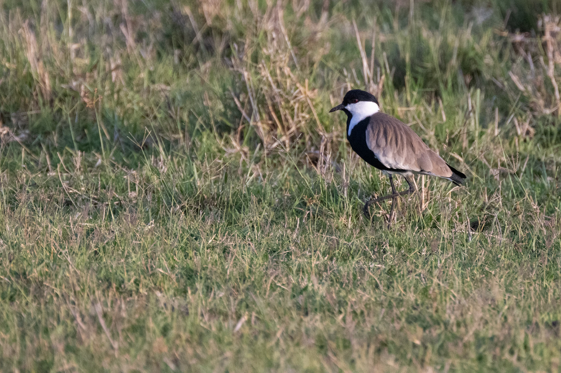 Blacksmith Plover