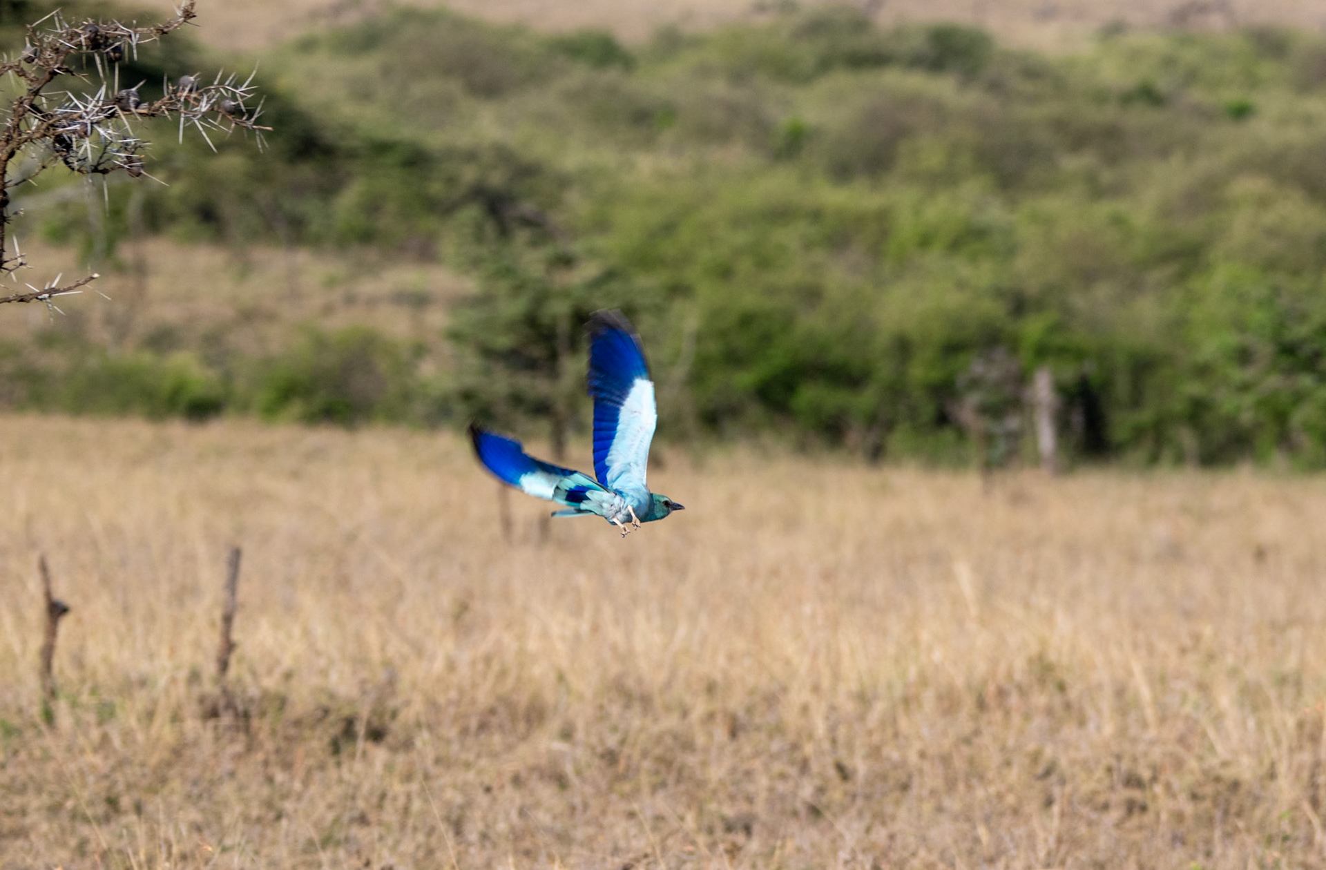 Abyssinian  Roller in flight