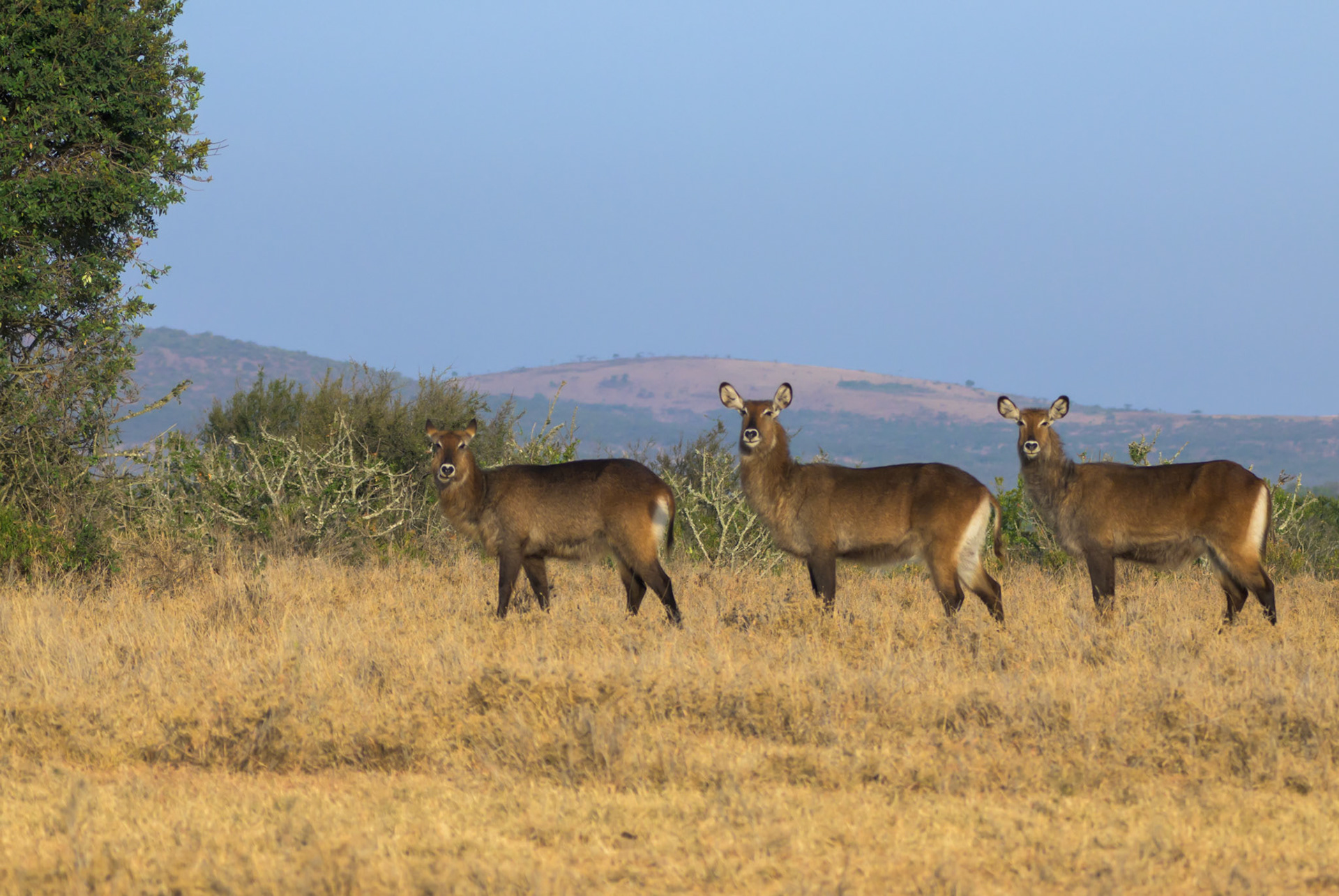 Waterbuck, female