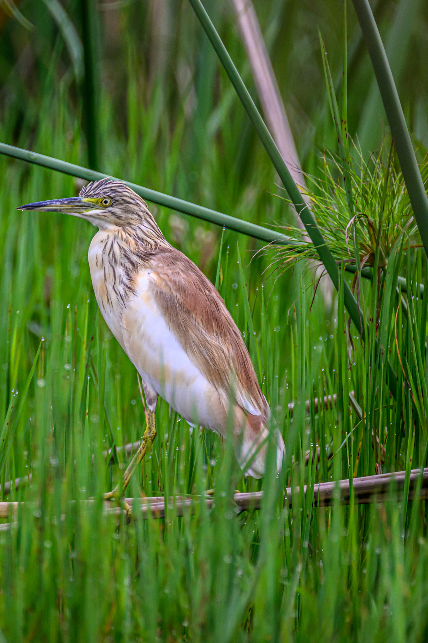 Squacco Heron