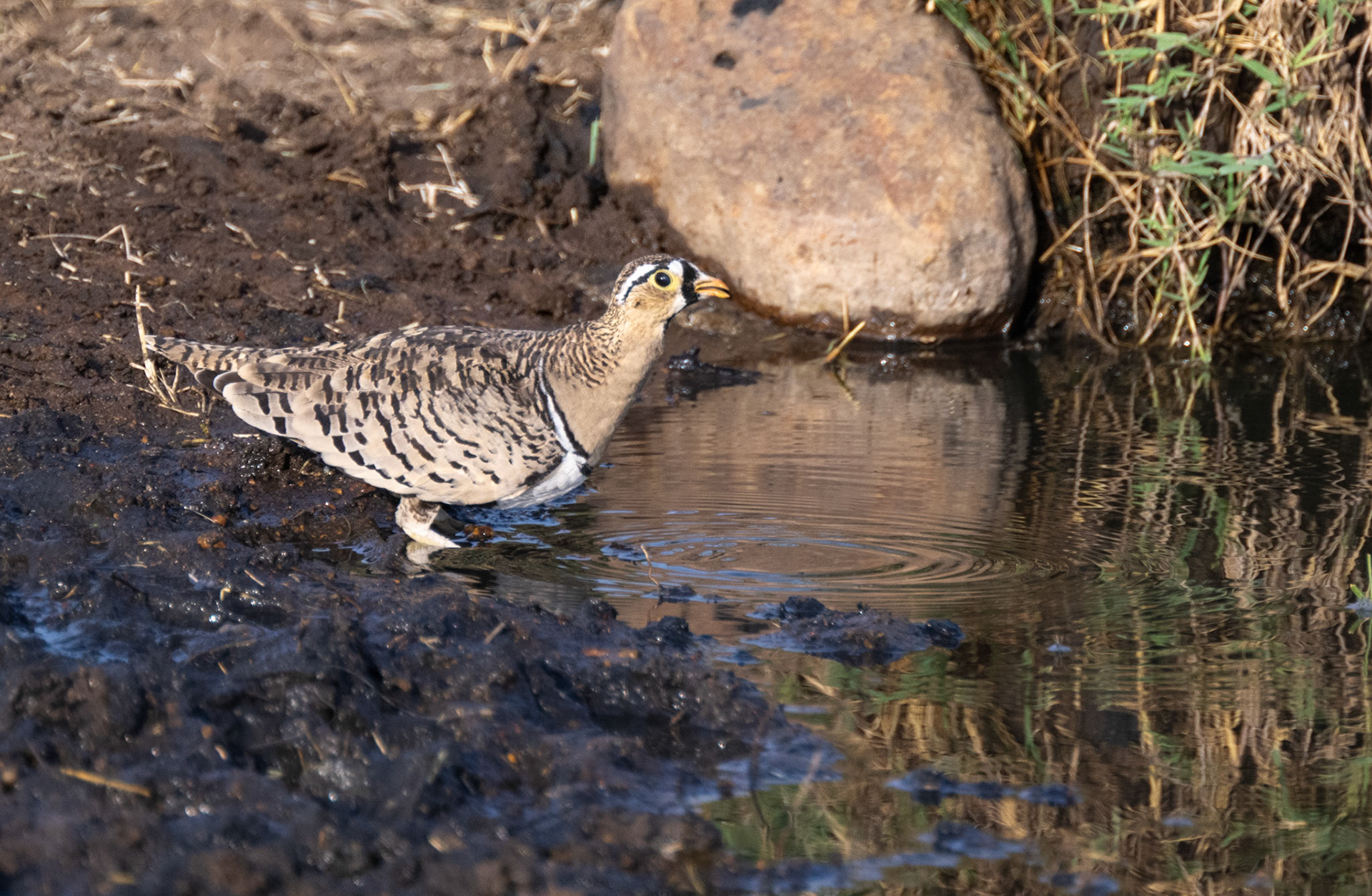 Black-faced Sandgrouse