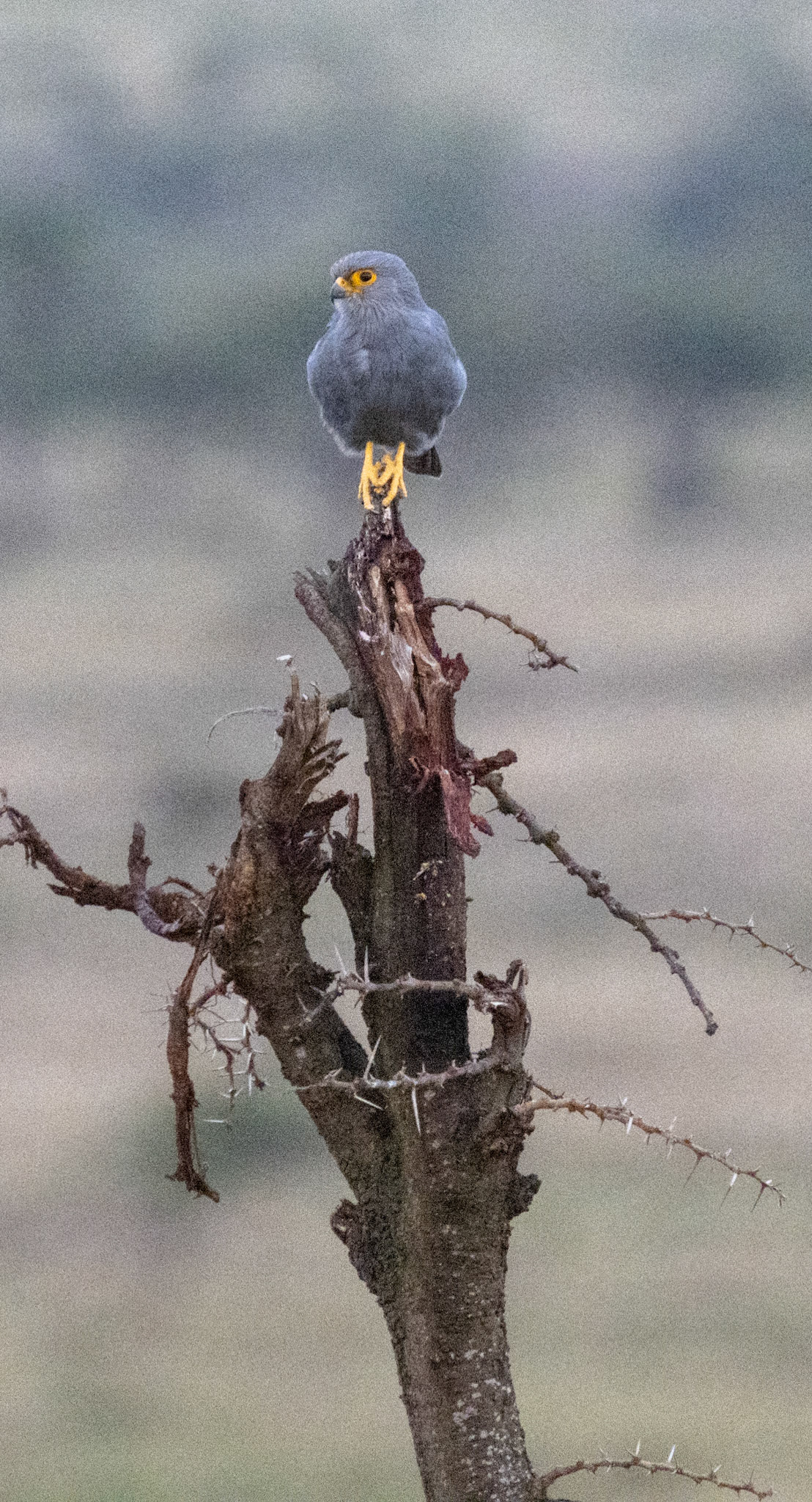 Grey Kestrel