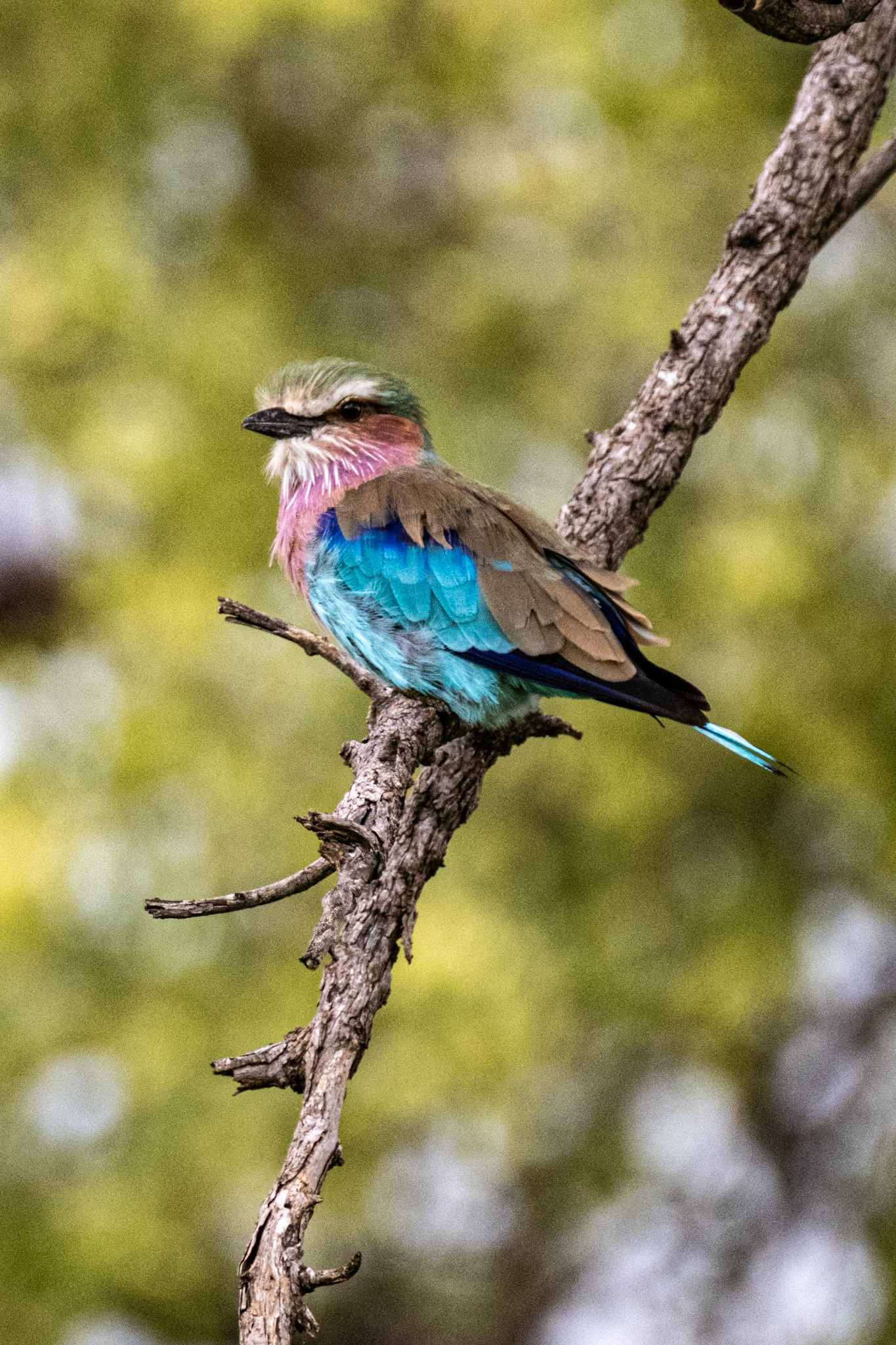 Lilac-breasted Roller