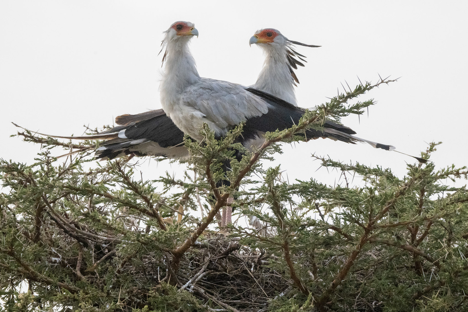 Secretary Birds neating &amp; courting