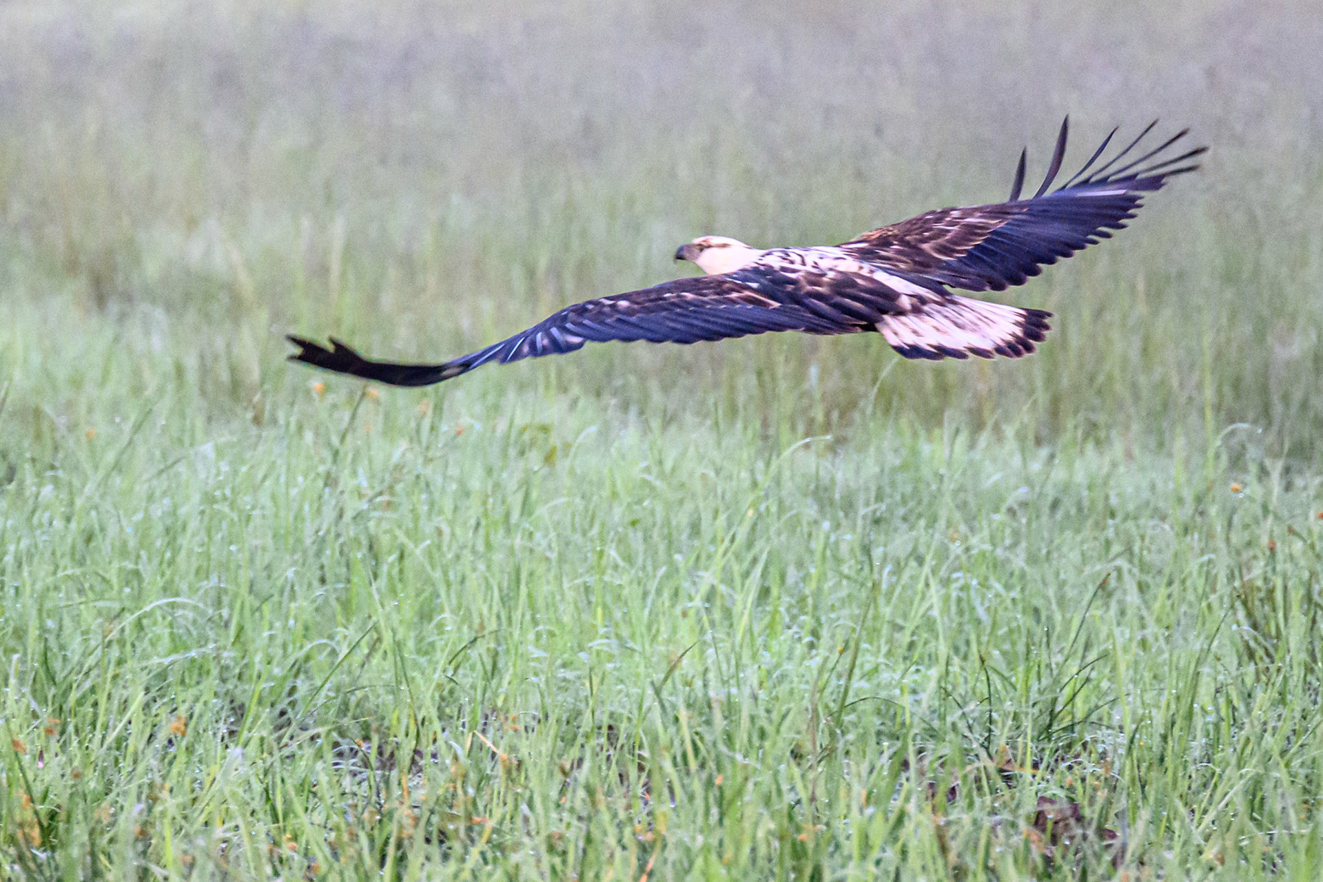 African Fish Eagle