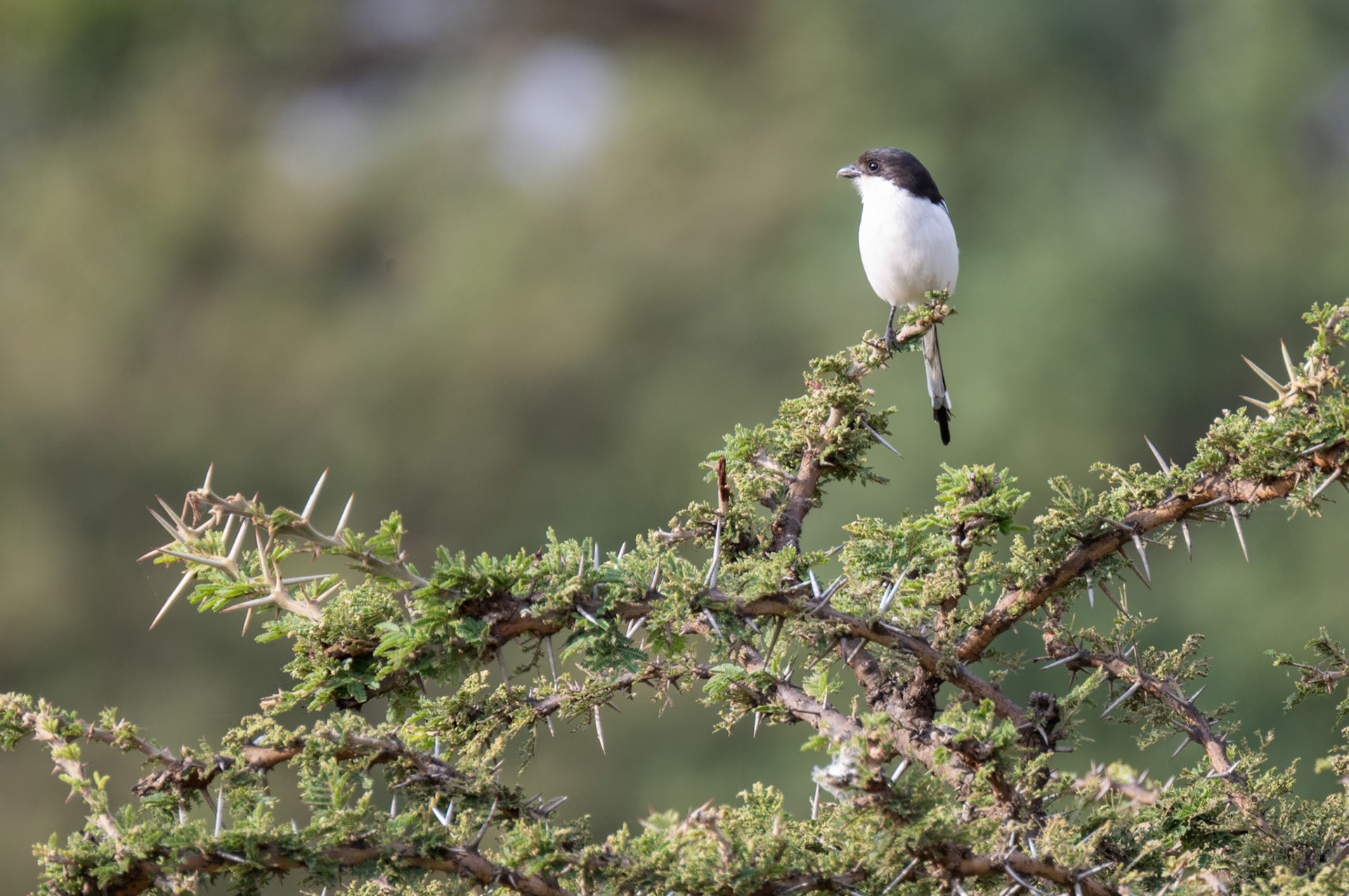Lomng-tailed Fiscal Shrike