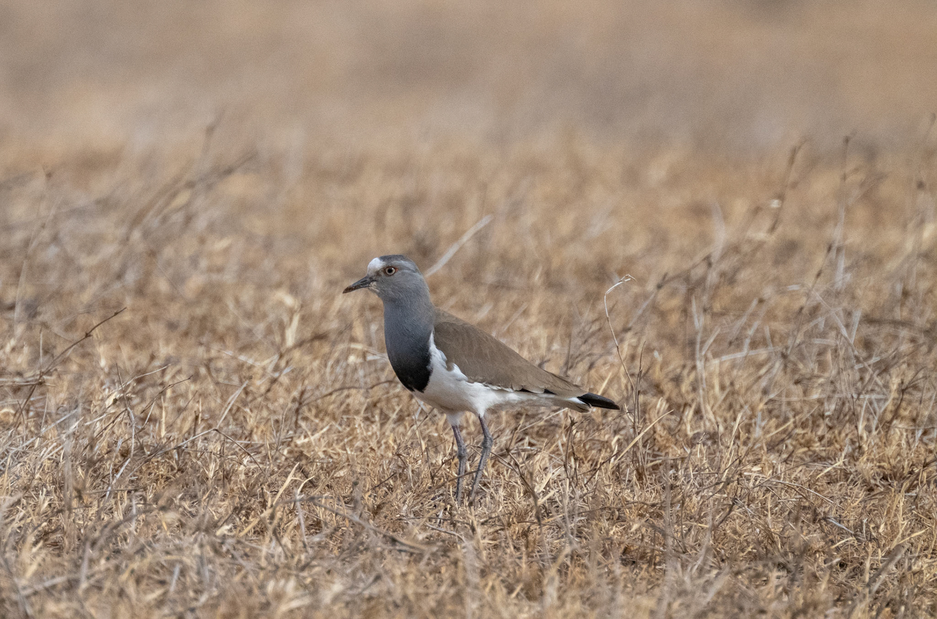 Black Winged Plover