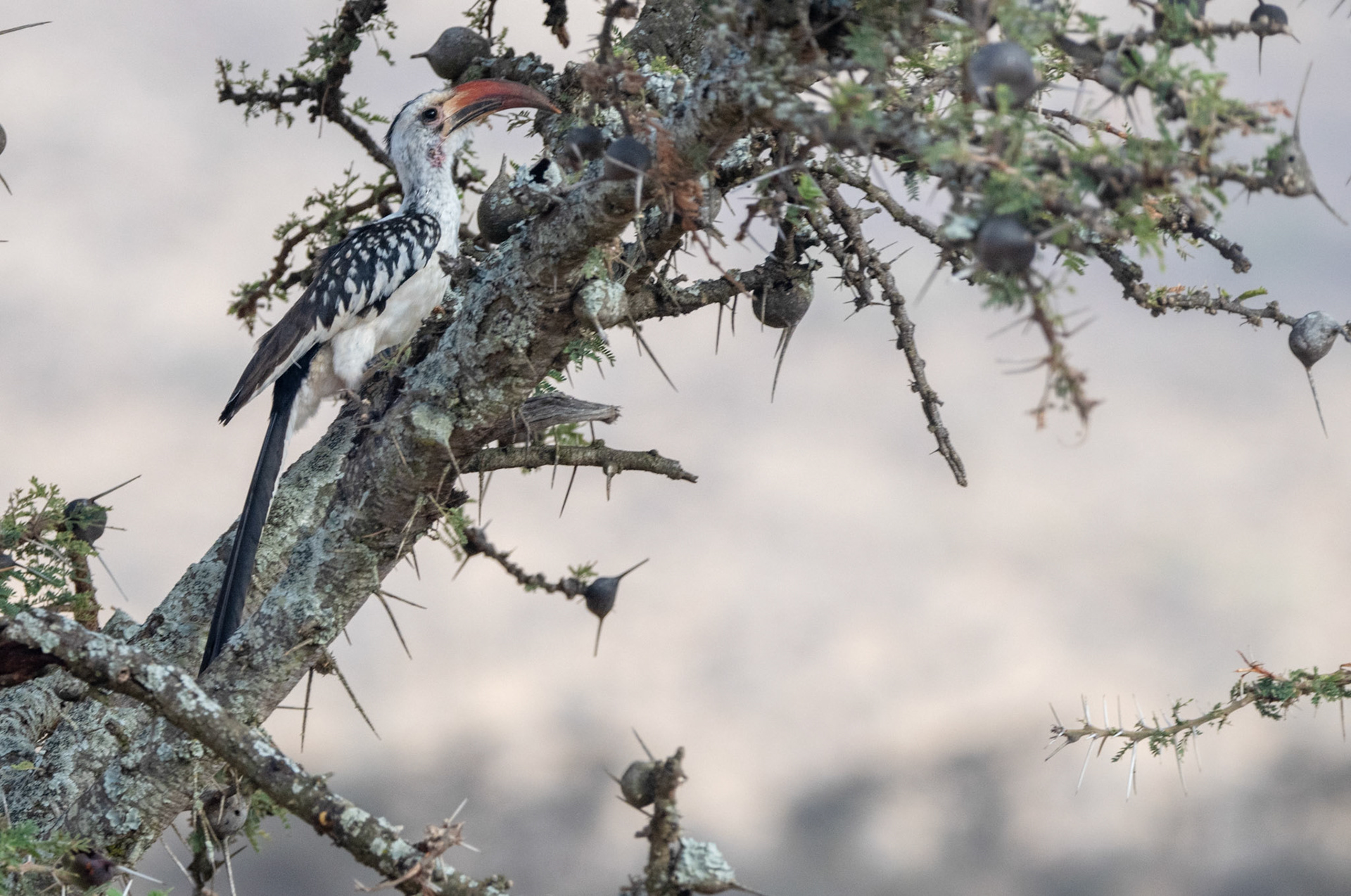 Red-billed Hornbill