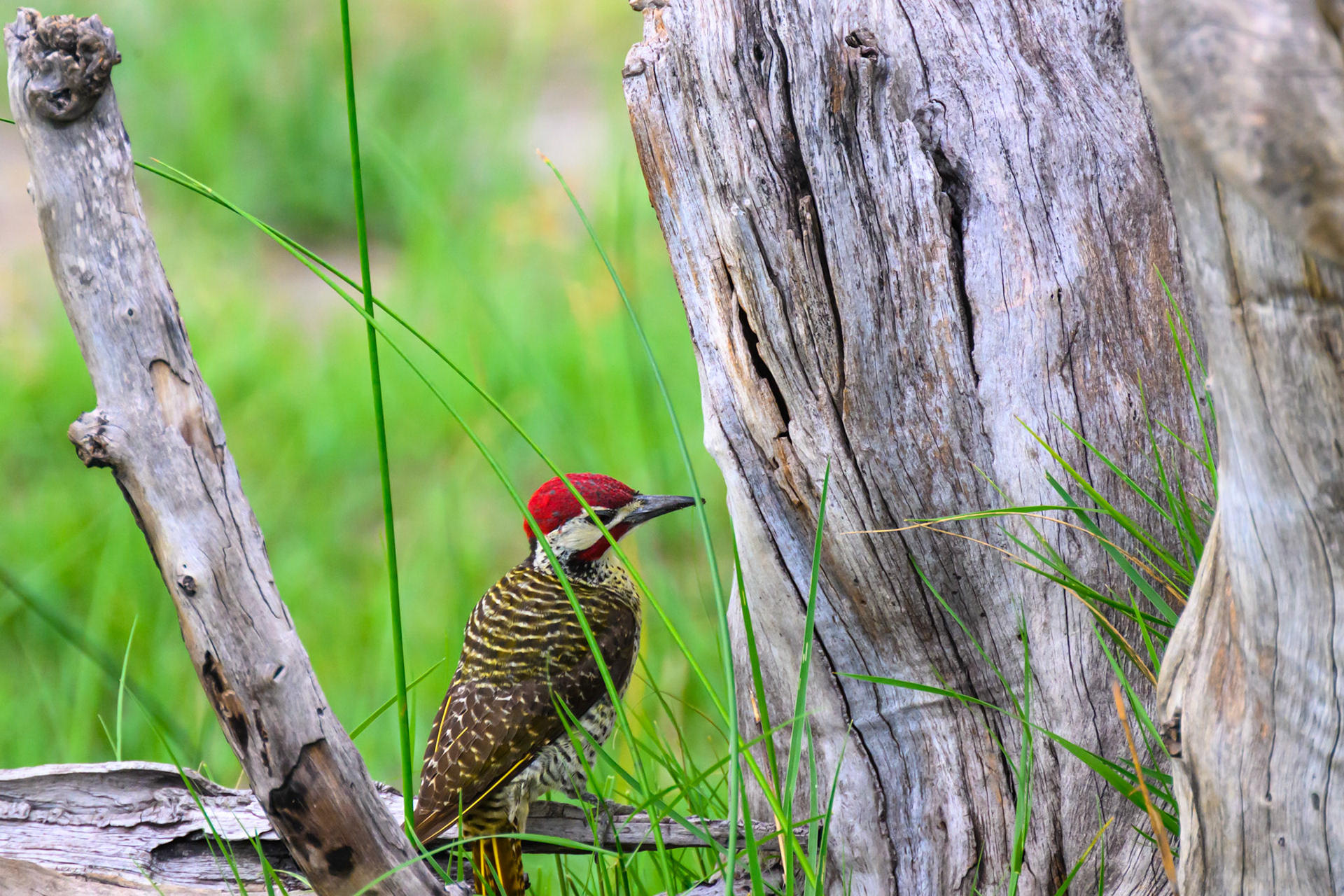 Cardinal Woodpecker