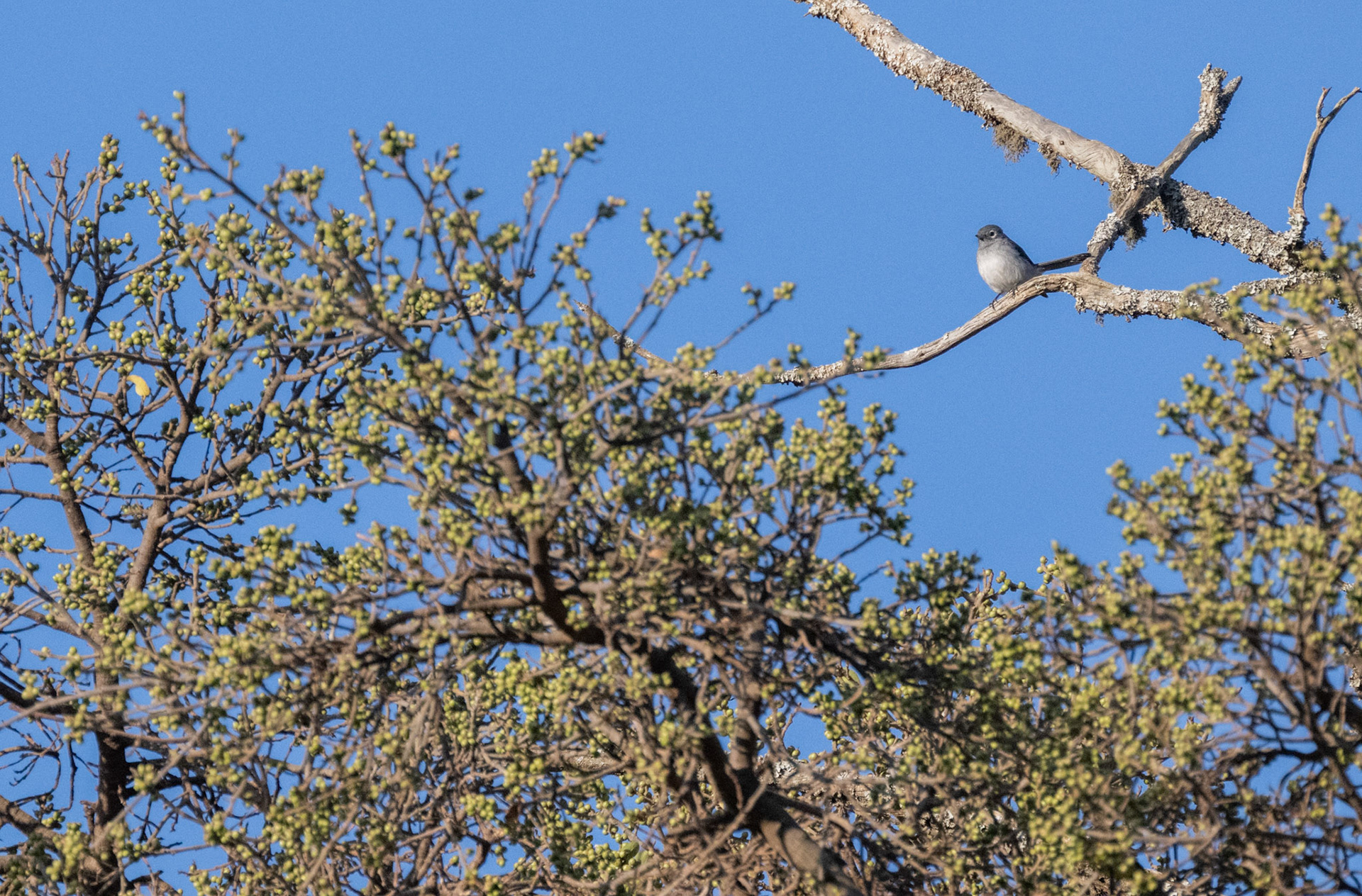 White-eyed Slaty Flycatcher