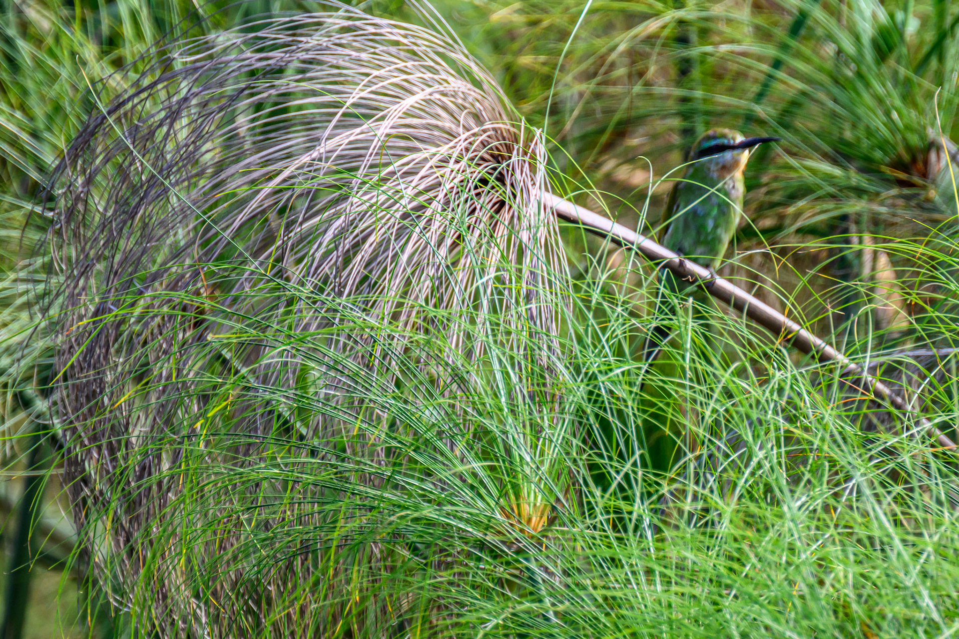 Blue-cheeked Bee-eater