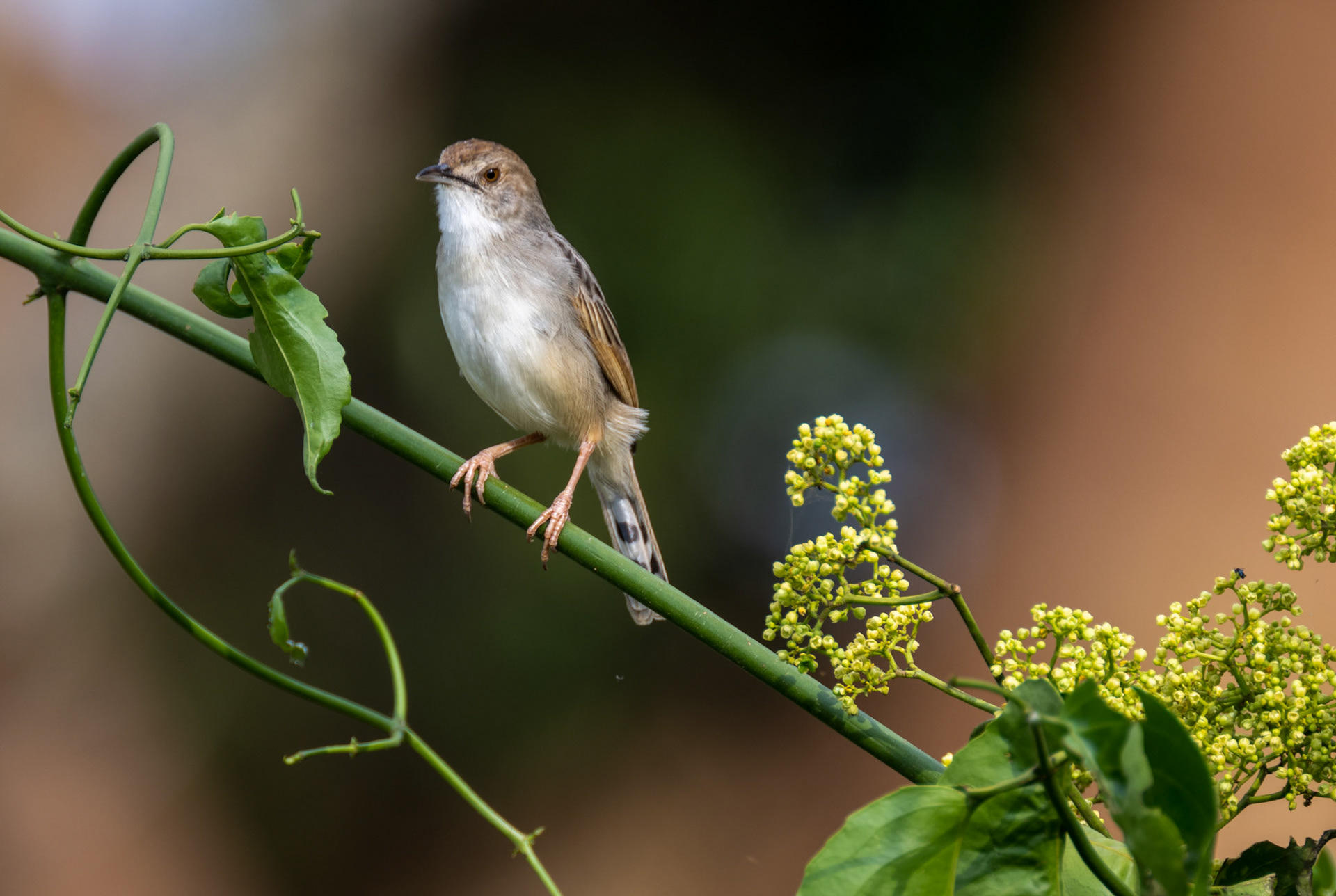 Rattling Cisticola