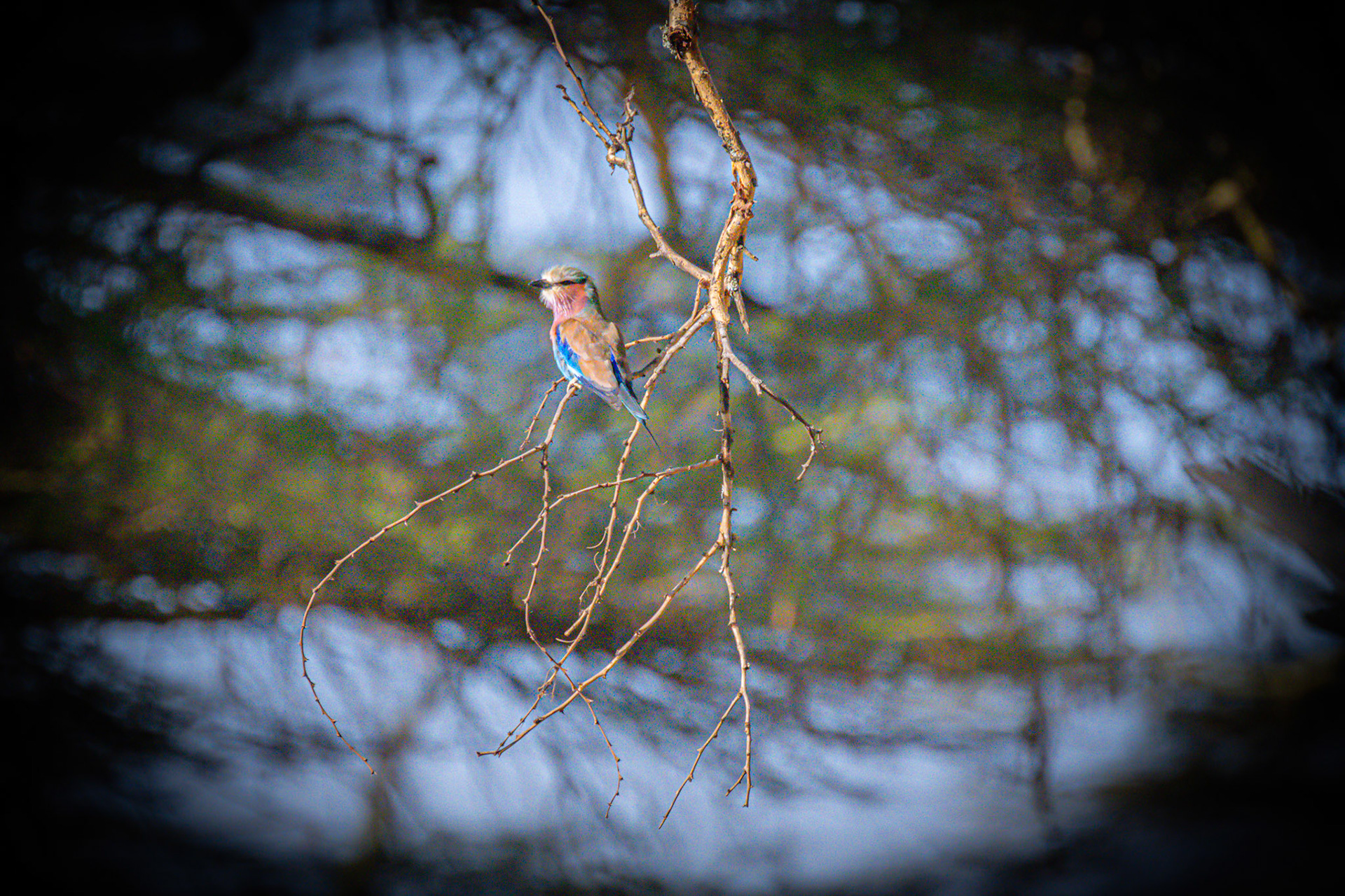 Lilac-breasted Roller