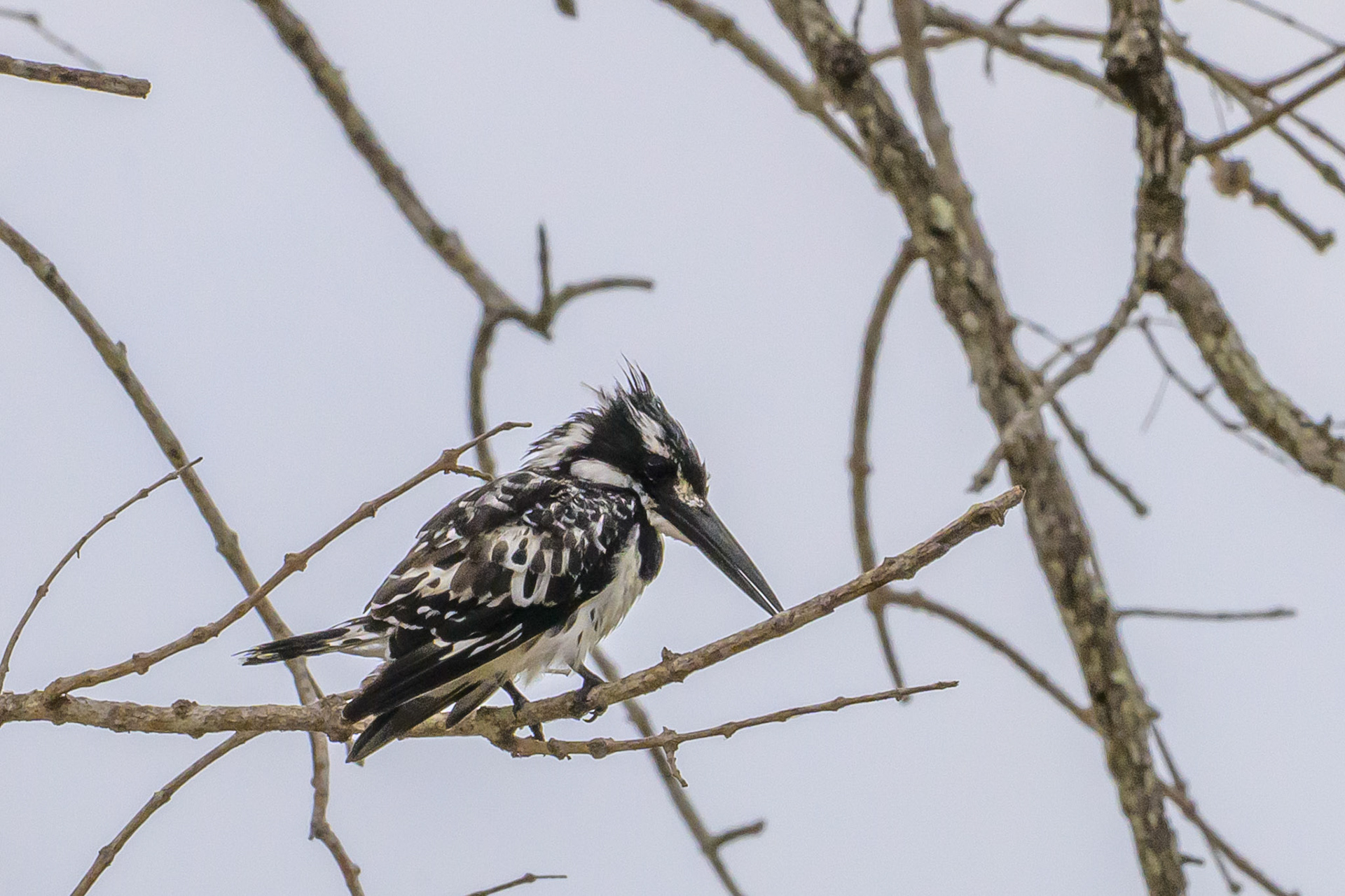 Pied Kingfisher
