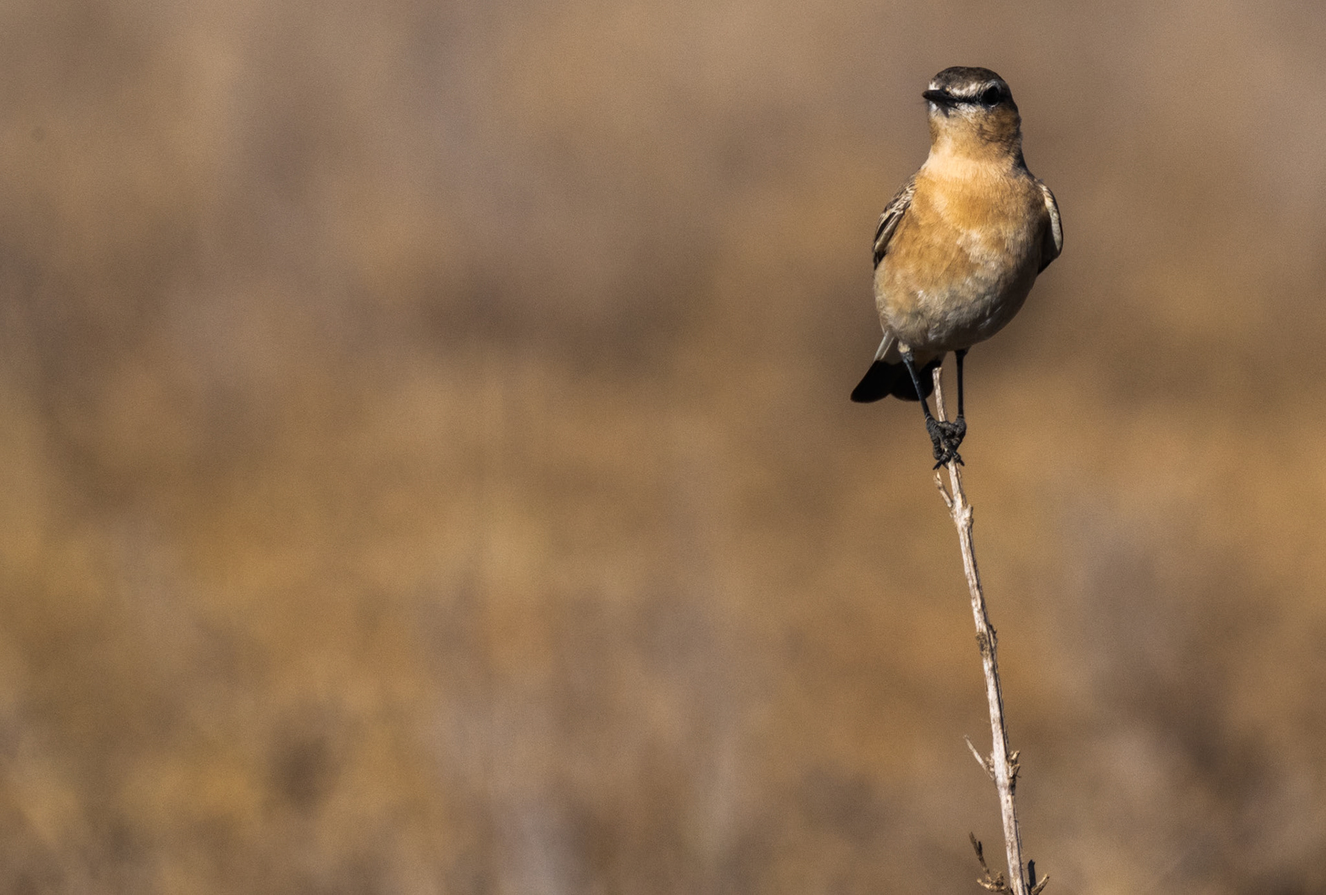 Heuglin's Wheatear